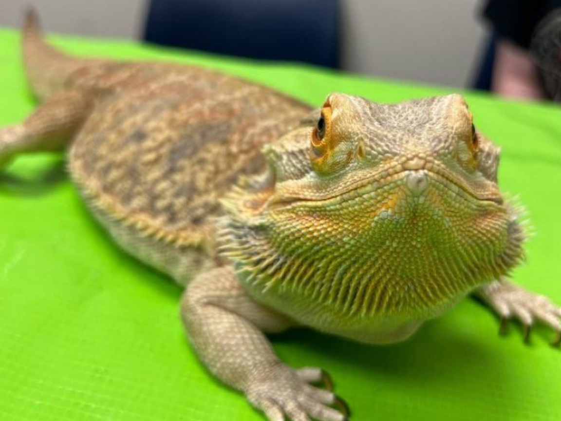 Reptile Reptile