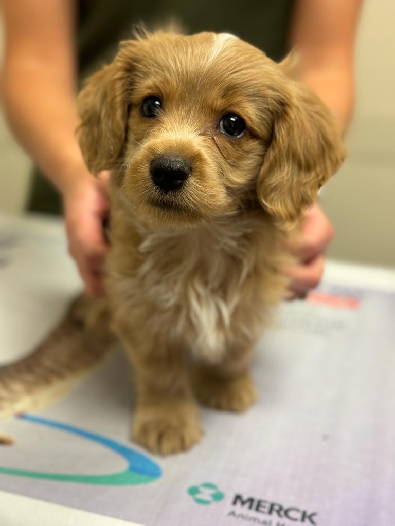 Dog Flea and Tick