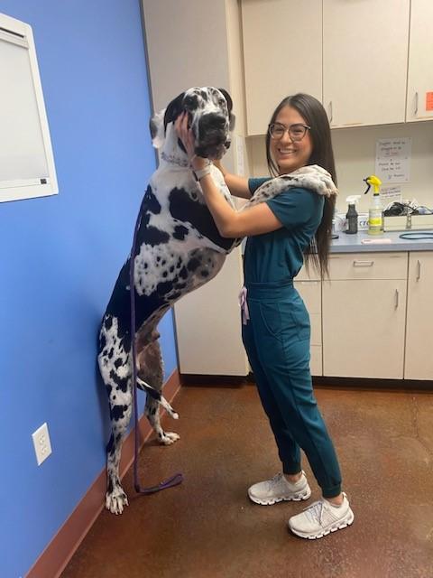 Senior Dog Care