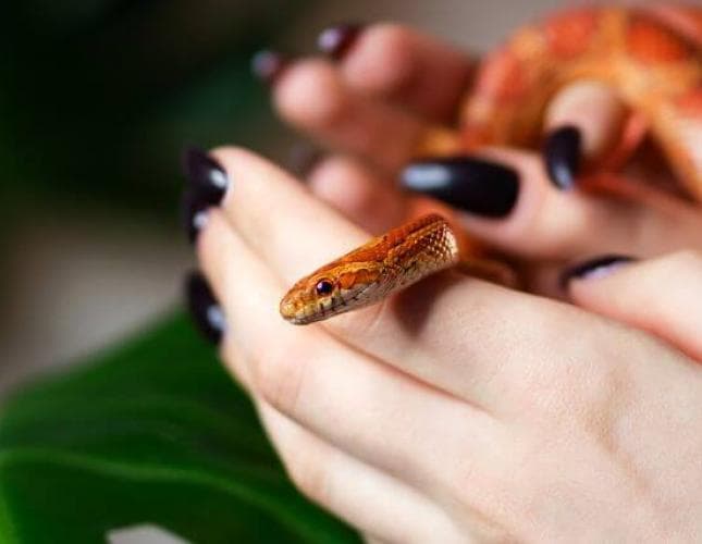 Top 5 Beginner-Friendly Pet Snakes (According to Vets)