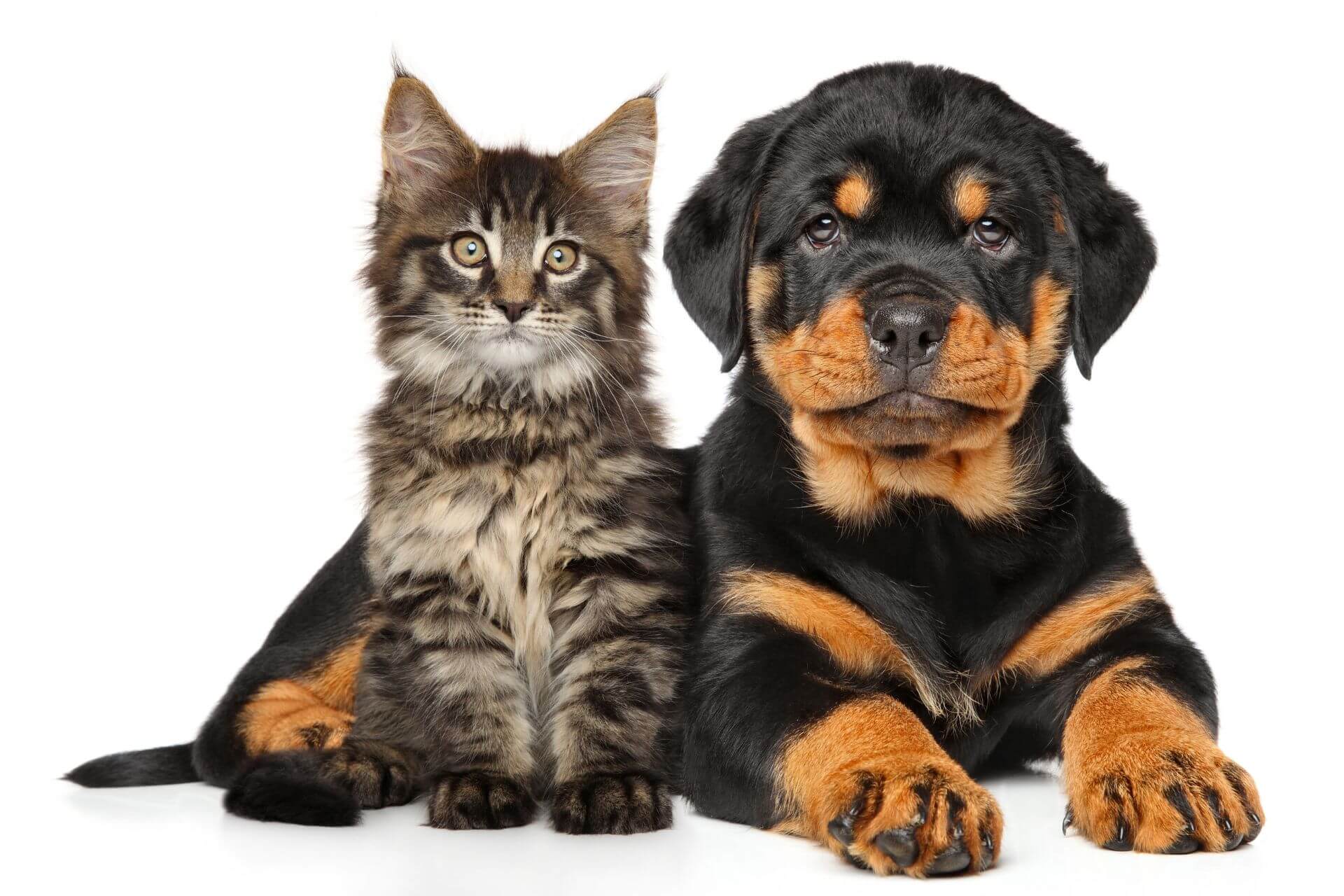 puppy and kitten packages at Ingleside animal hospital