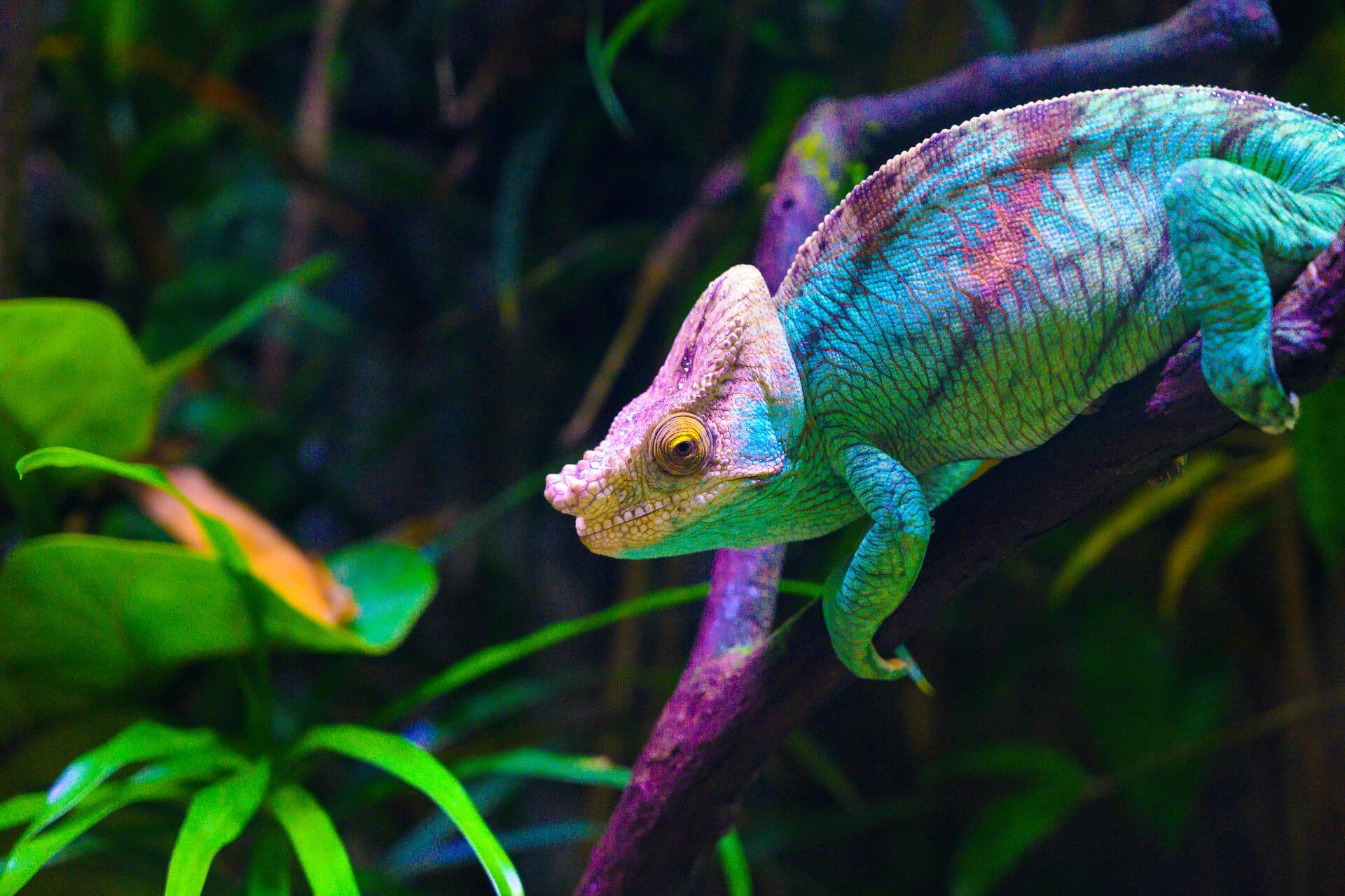 Chameleons exams at Ingleside animal hospital in Phoenix AZ