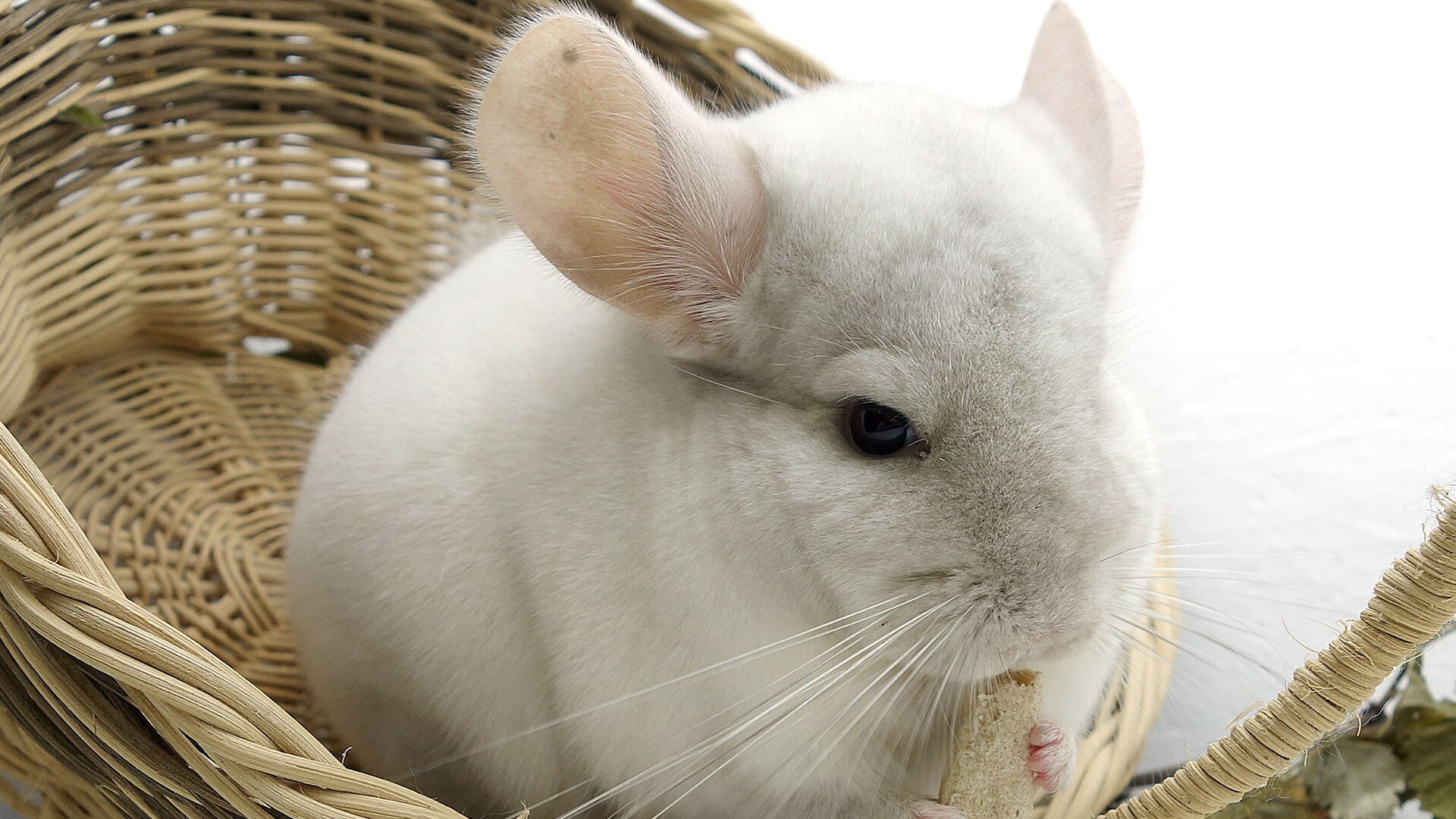 Common Illnesses in Chinchillas