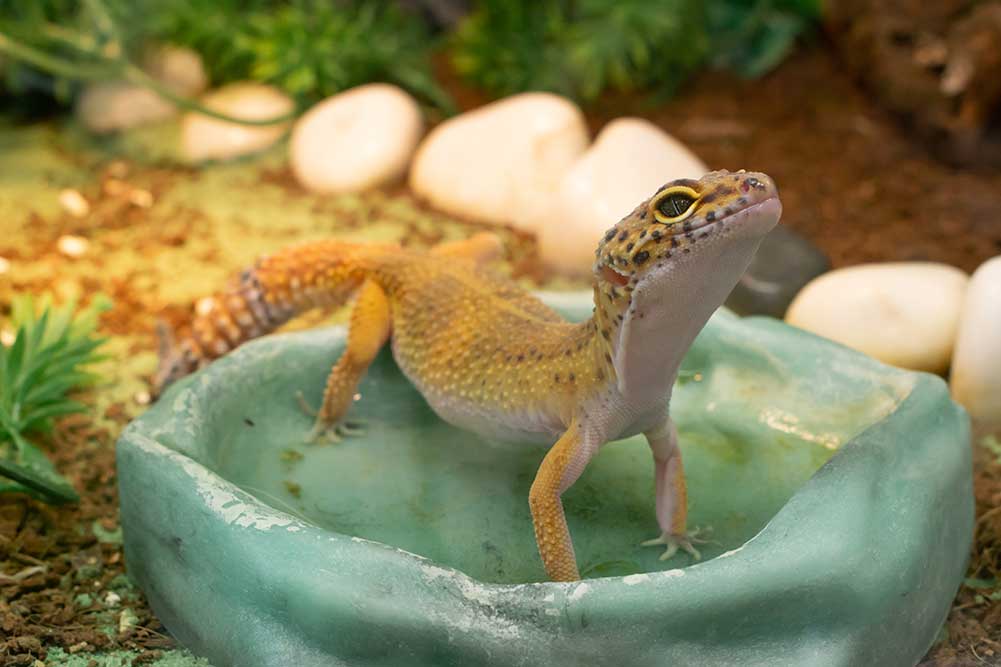 How to Bathe Your Reptile?