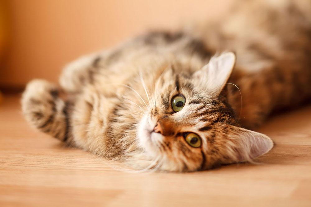 What Are Common Behavioral Issues in Cats?