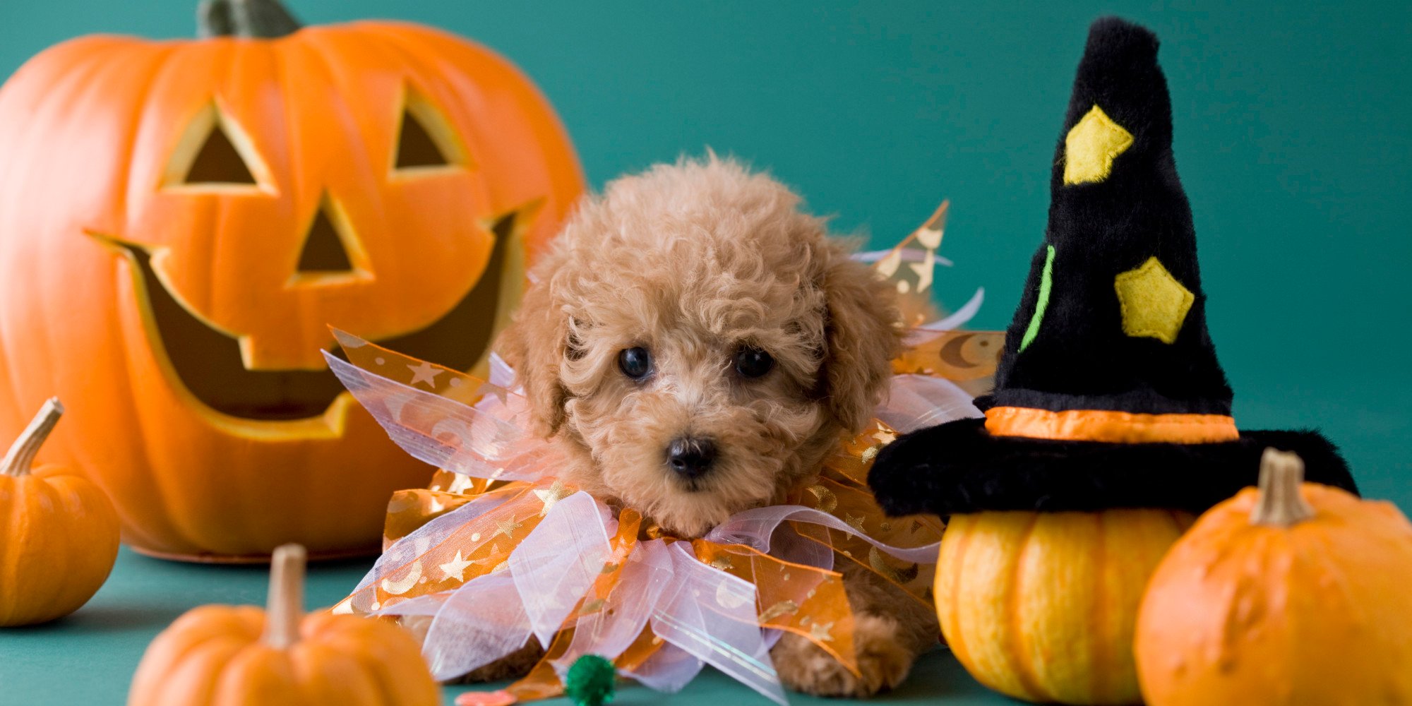 Halloween and Dogs: Tips for a Spooktacular Celebration!