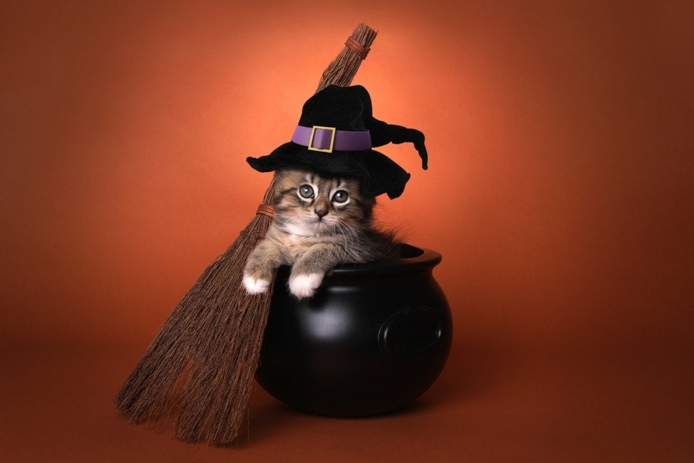 Halloween and Cats: Tips for a Feline-Friendly Celebration!