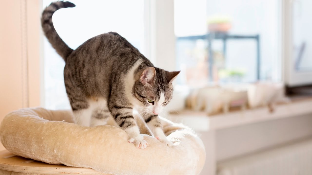 Why Does My Cat Knead?