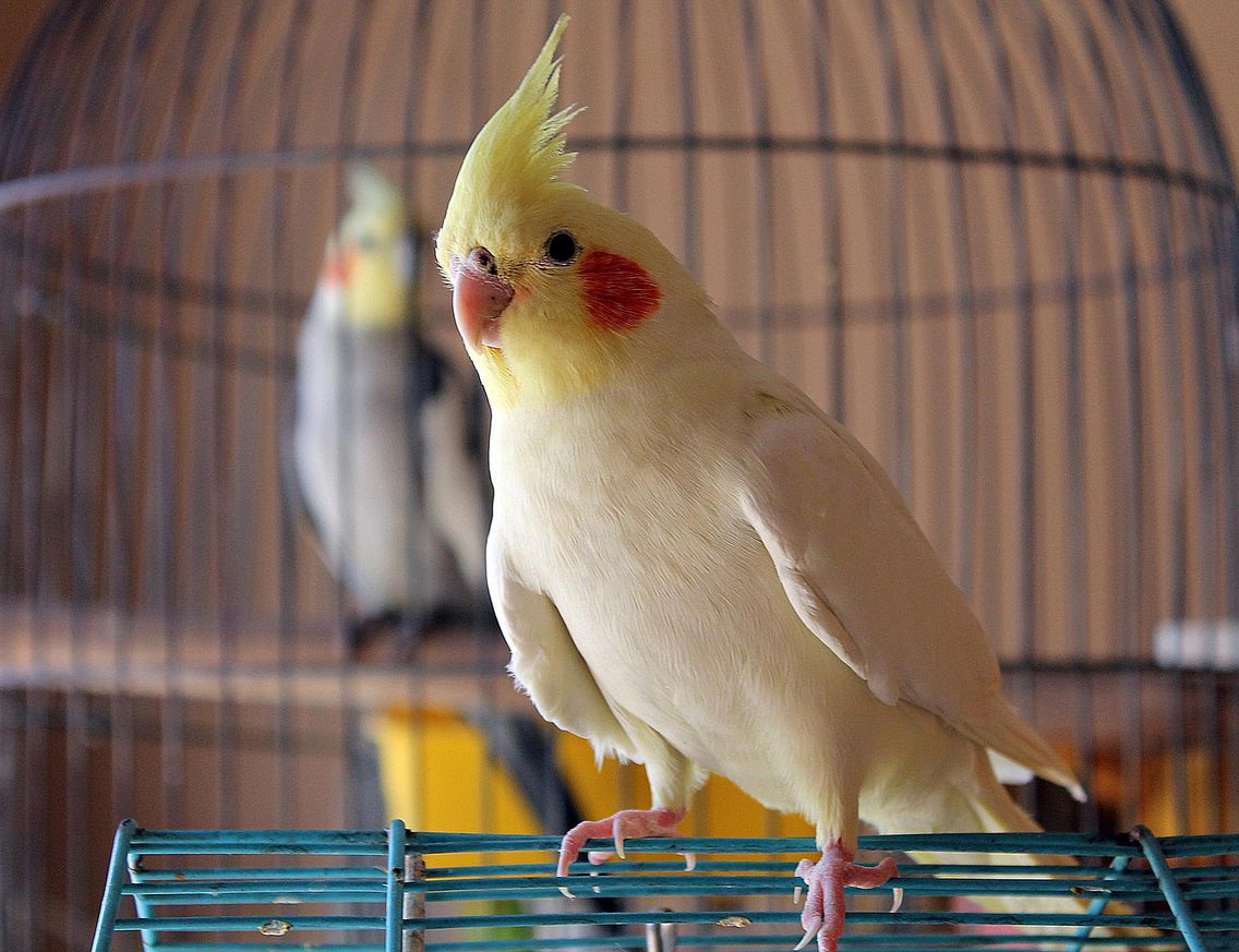 7 Best Pet Bird Species for Your Home