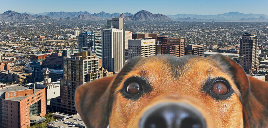 Discover Dog-Friendly Places in the Phoenix Metropolitan Area