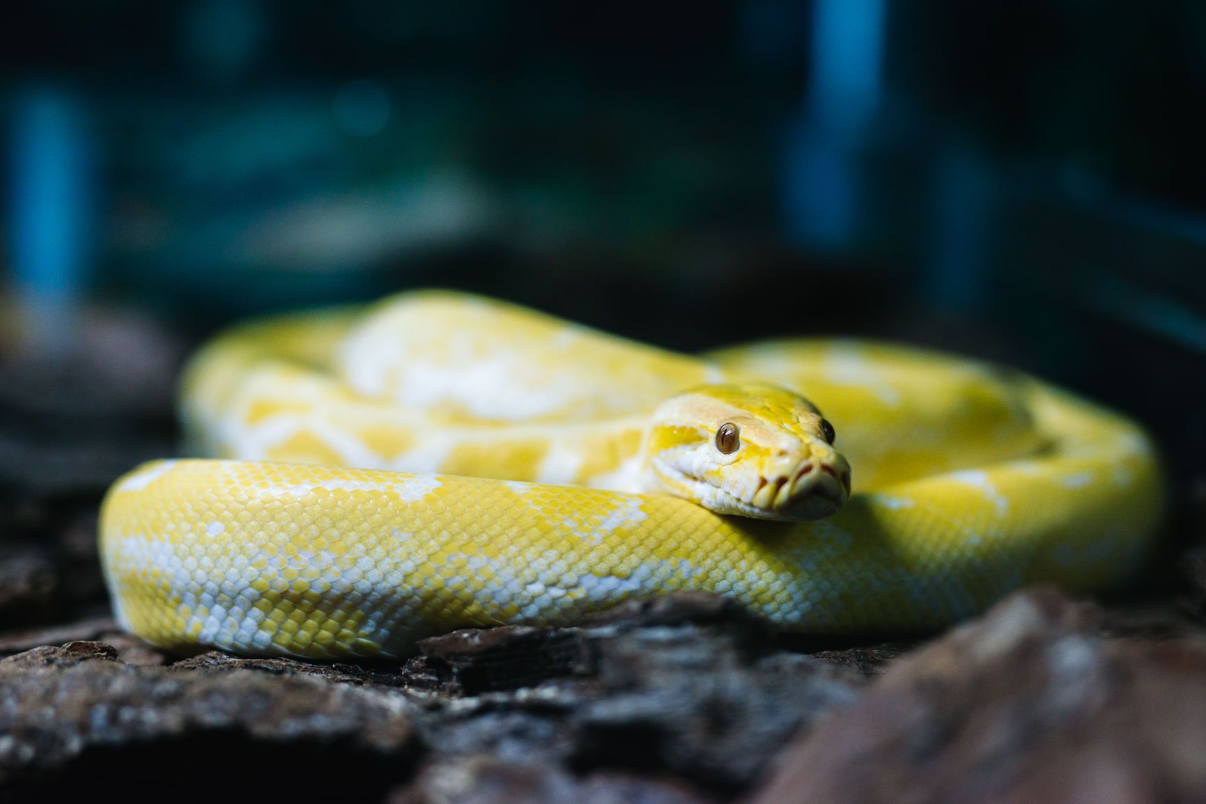 What to Do If Your Pet Snake Bites You