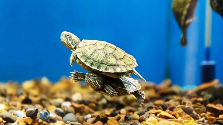 How to Check the Water Quality in Your Turtle Tank