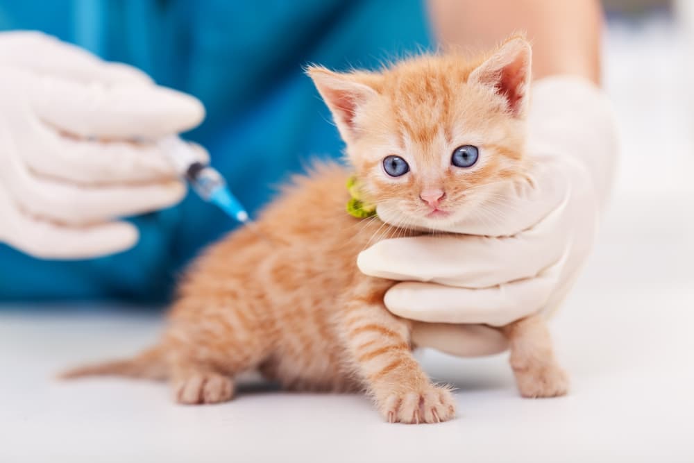 What Vaccinations Does My Cat Need?