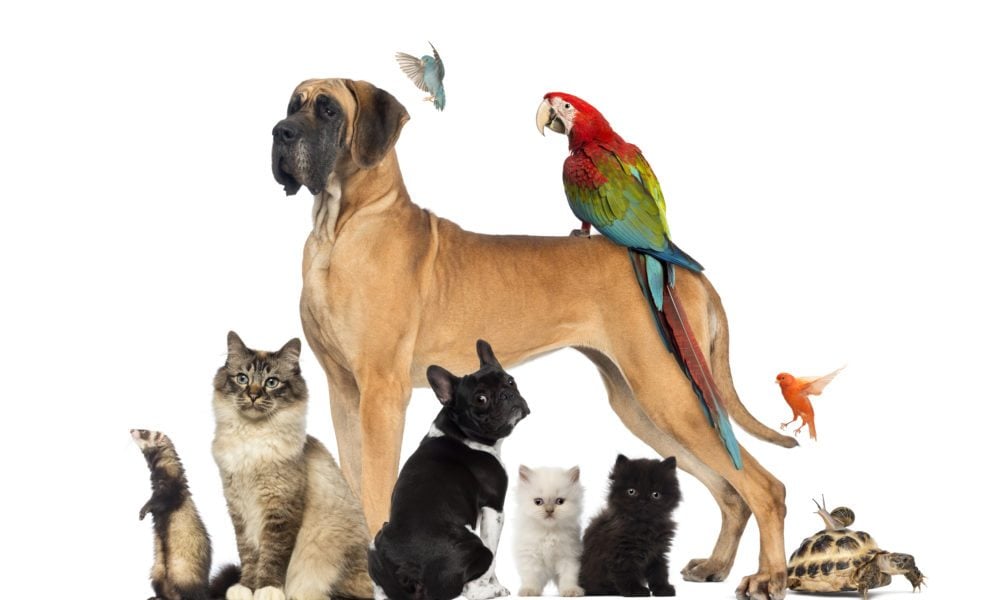 The 8 Most Popular Pets in 2024