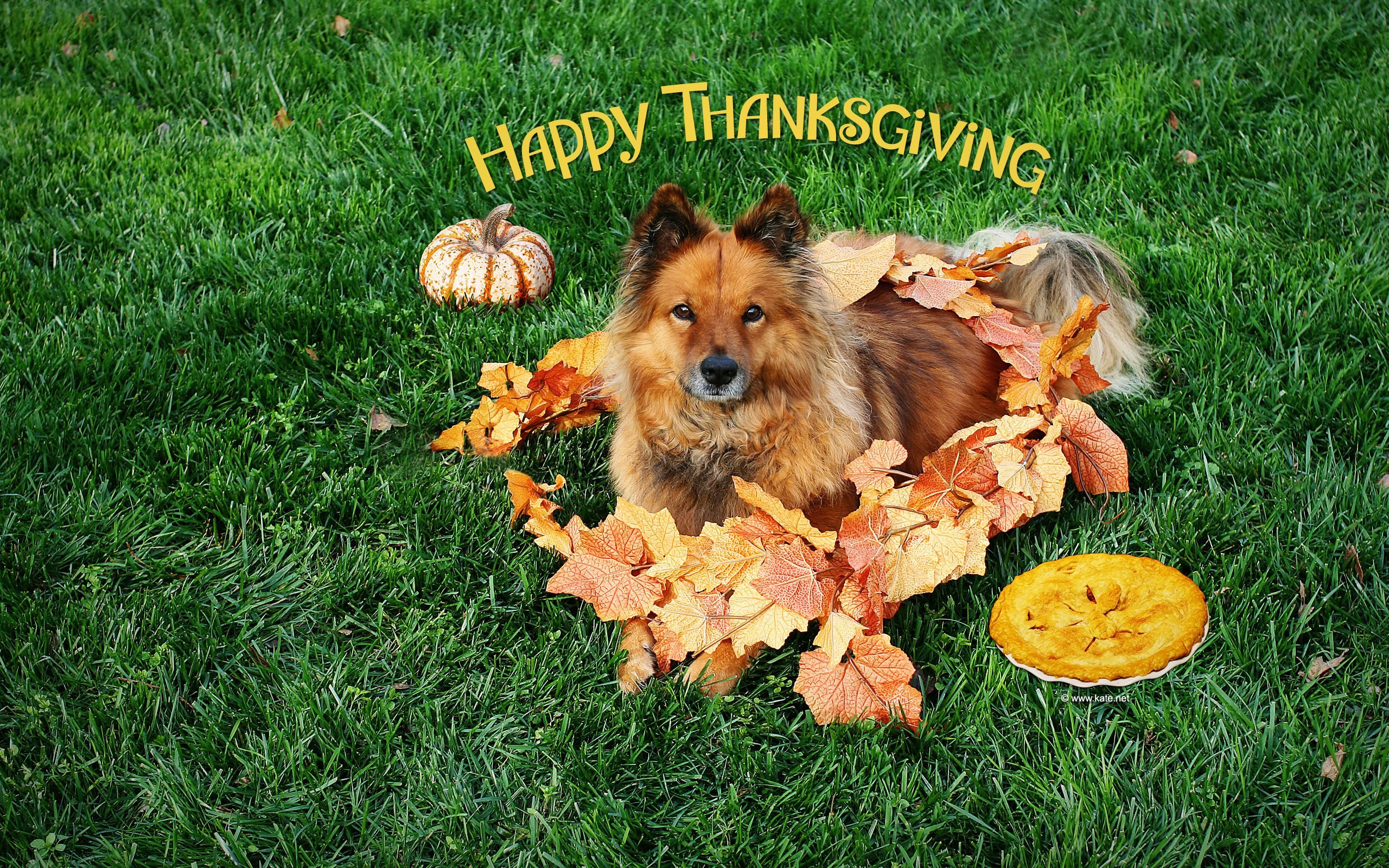 Thanksgiving Foods Dogs Can—and Cannot—Eat