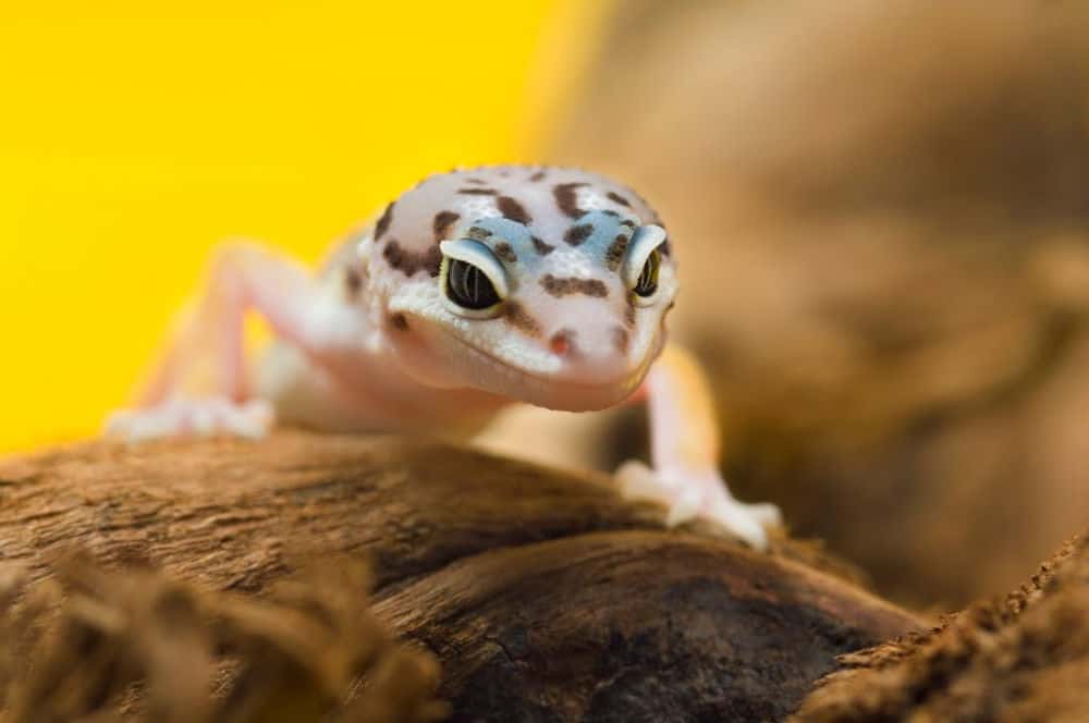 Caring for a Baby Gecko