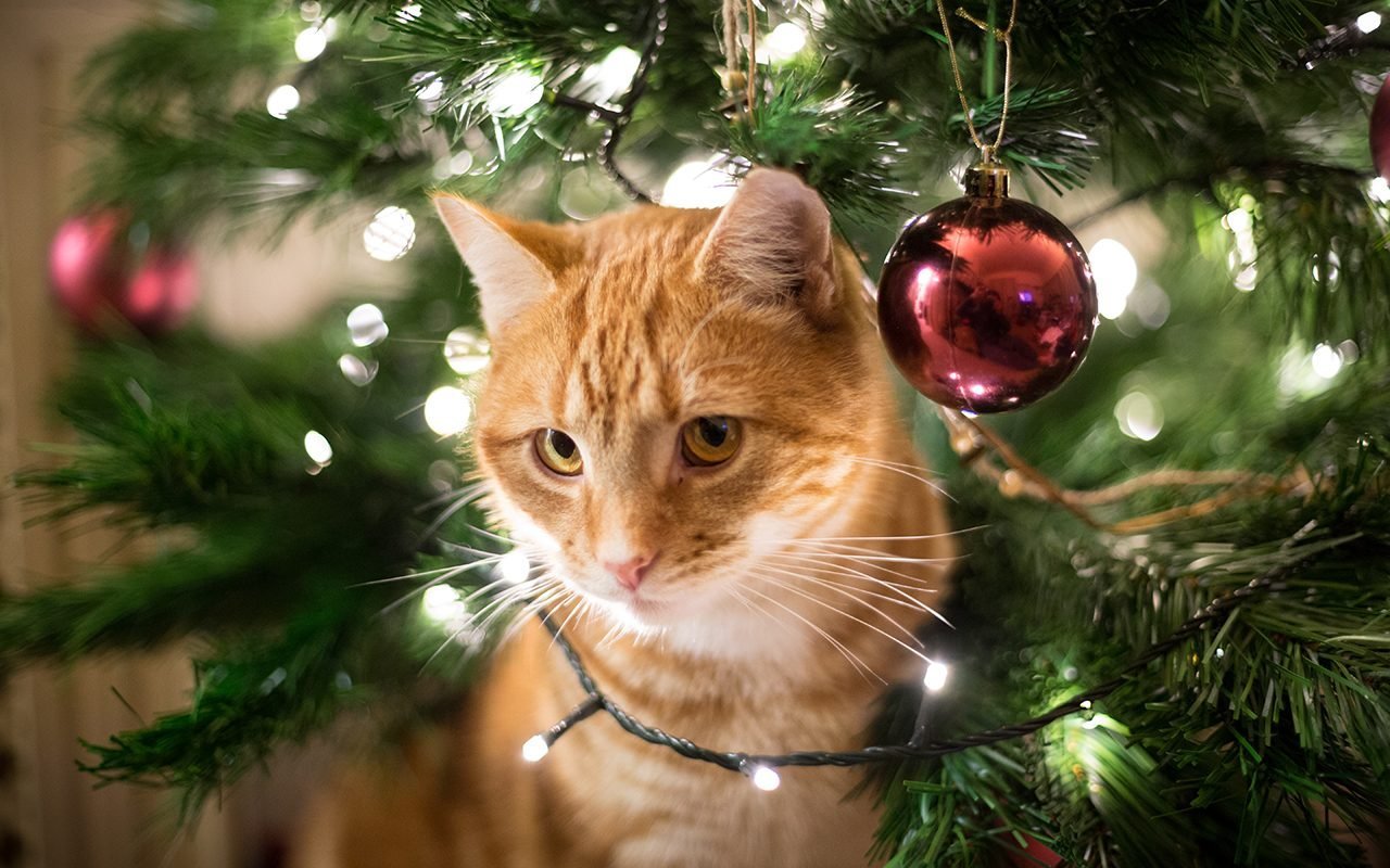 How to Keep Cats Out of the Christmas Tree