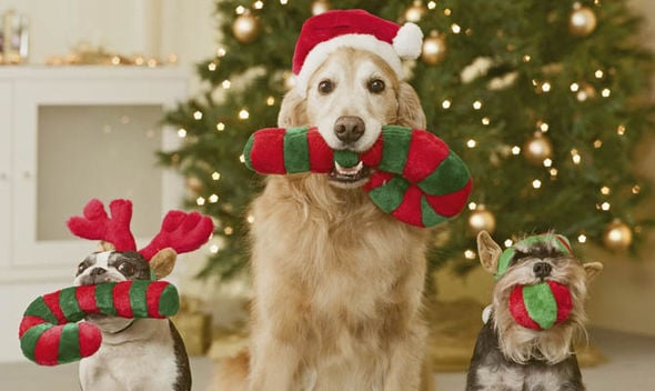 10 Ways to Dog-Proof  Your Christmas Tree