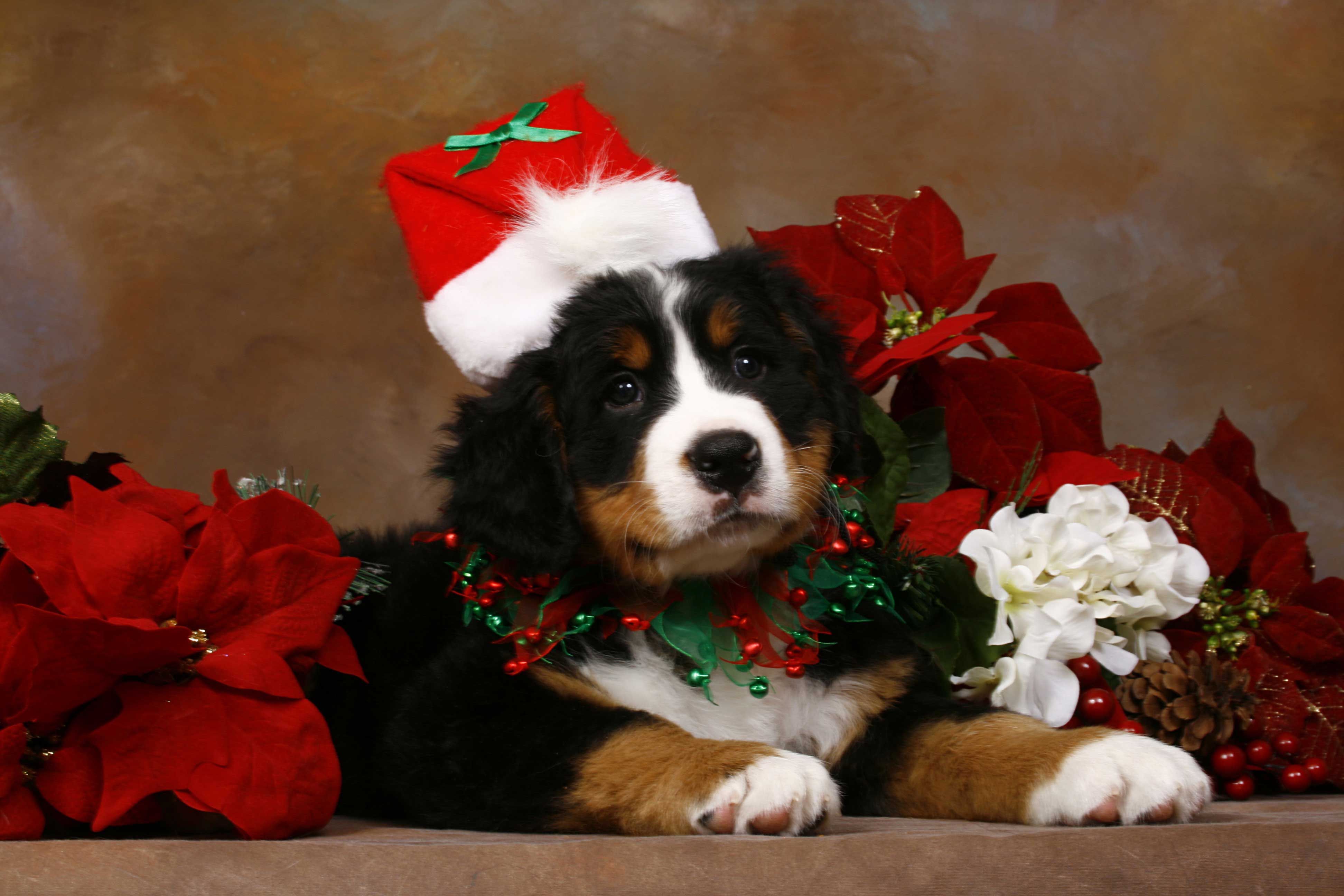 7 Common Holiday Plants Toxic to Dogs