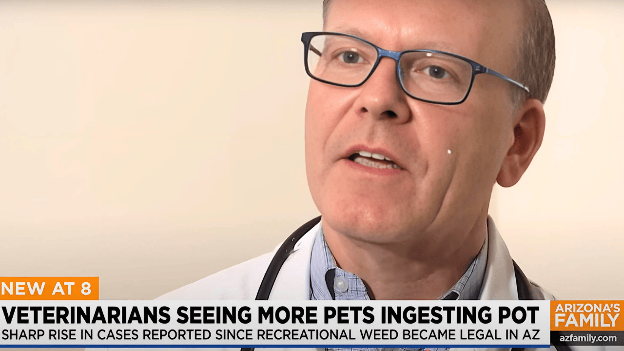 Pet Safety Alert: Dr. Serbin on Arizona’s Family Channel