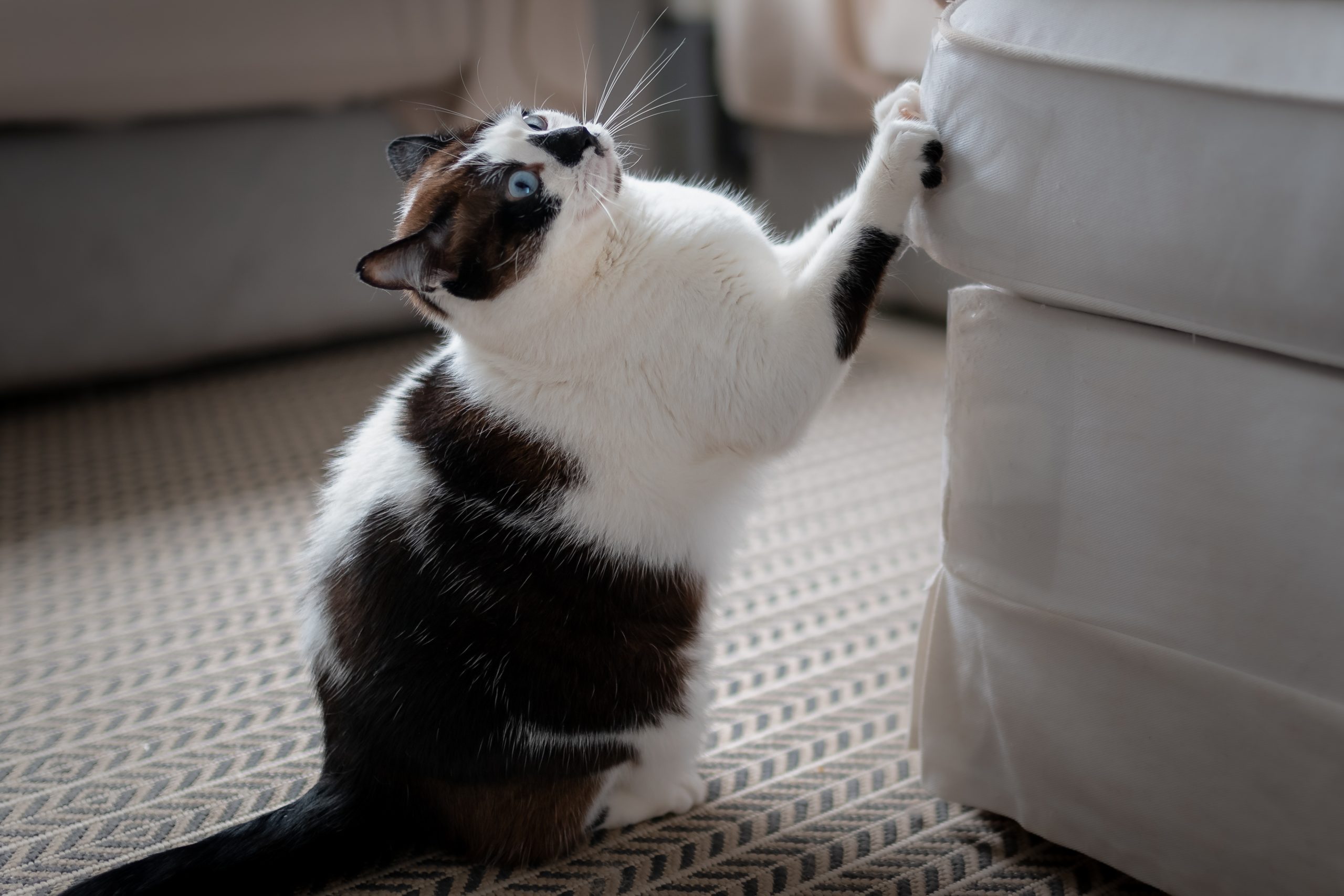 How to Stop Cats from Scratching the Furniture