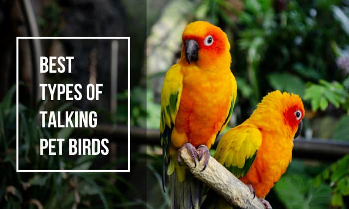 Top 10 Talking Birds