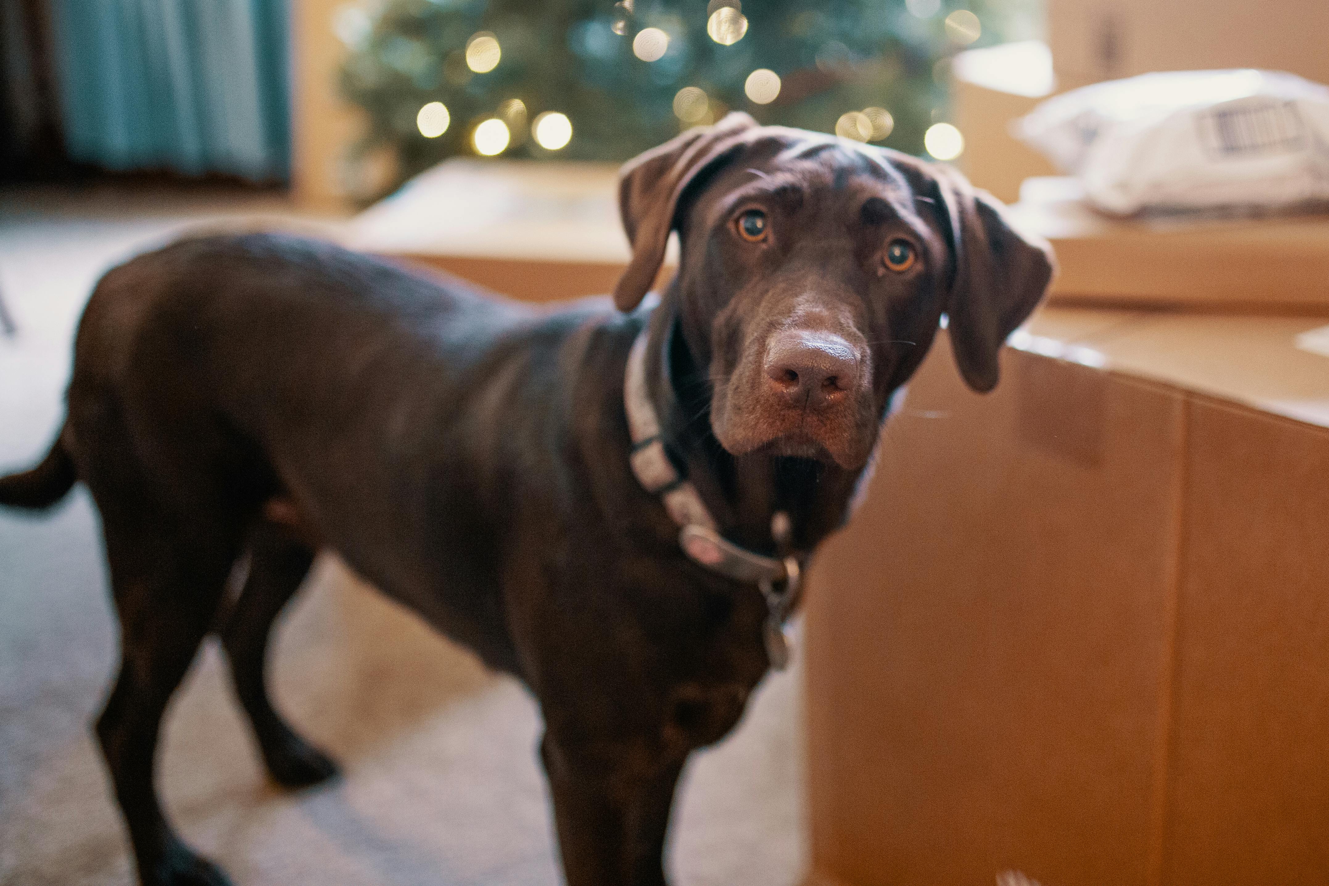 10 Ways to Dog-Proof  Your Christmas Tree