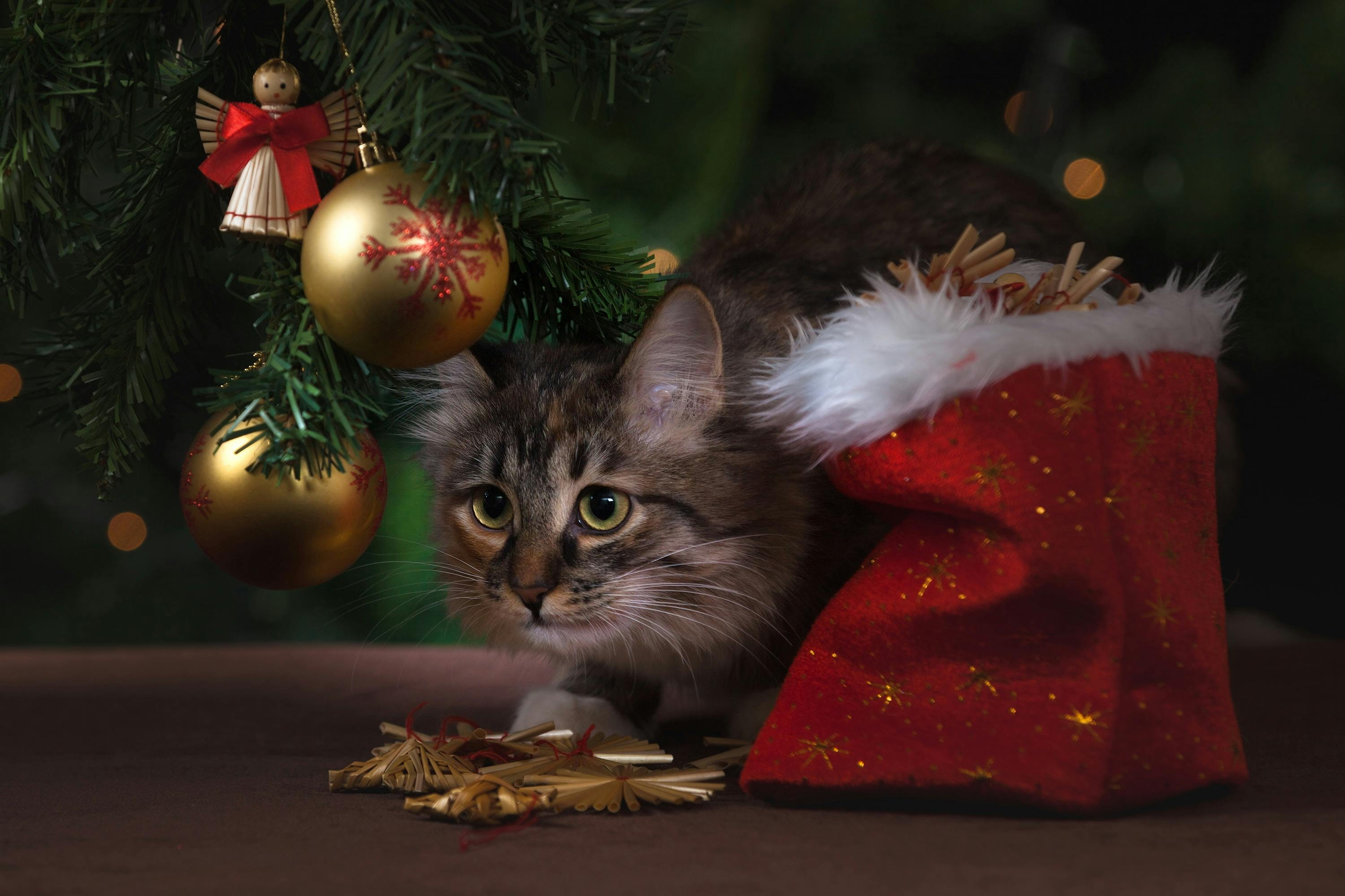 13 Holiday Foods That Are Dangerous to Cats