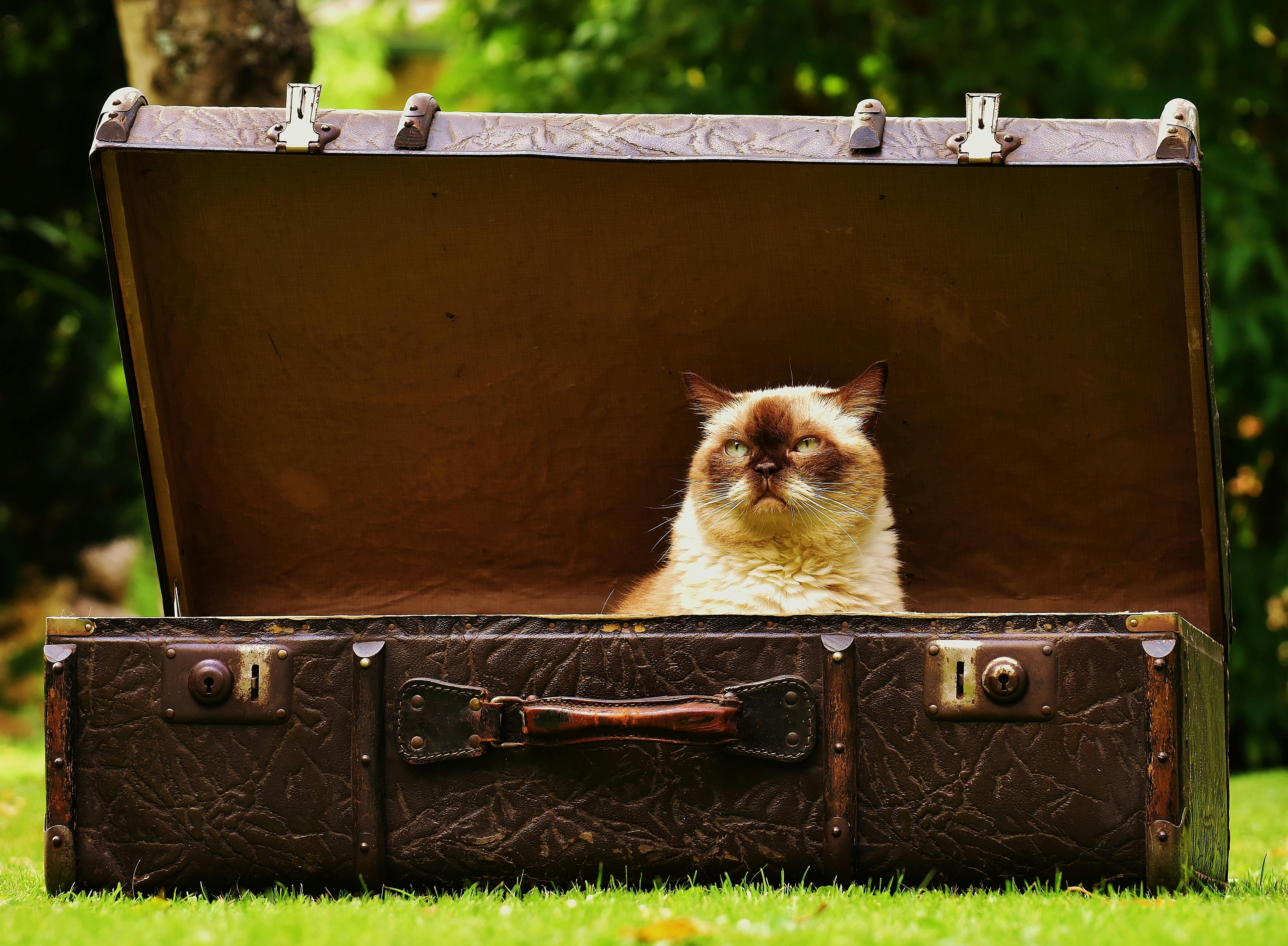 8 Tips for Traveling with a Cat