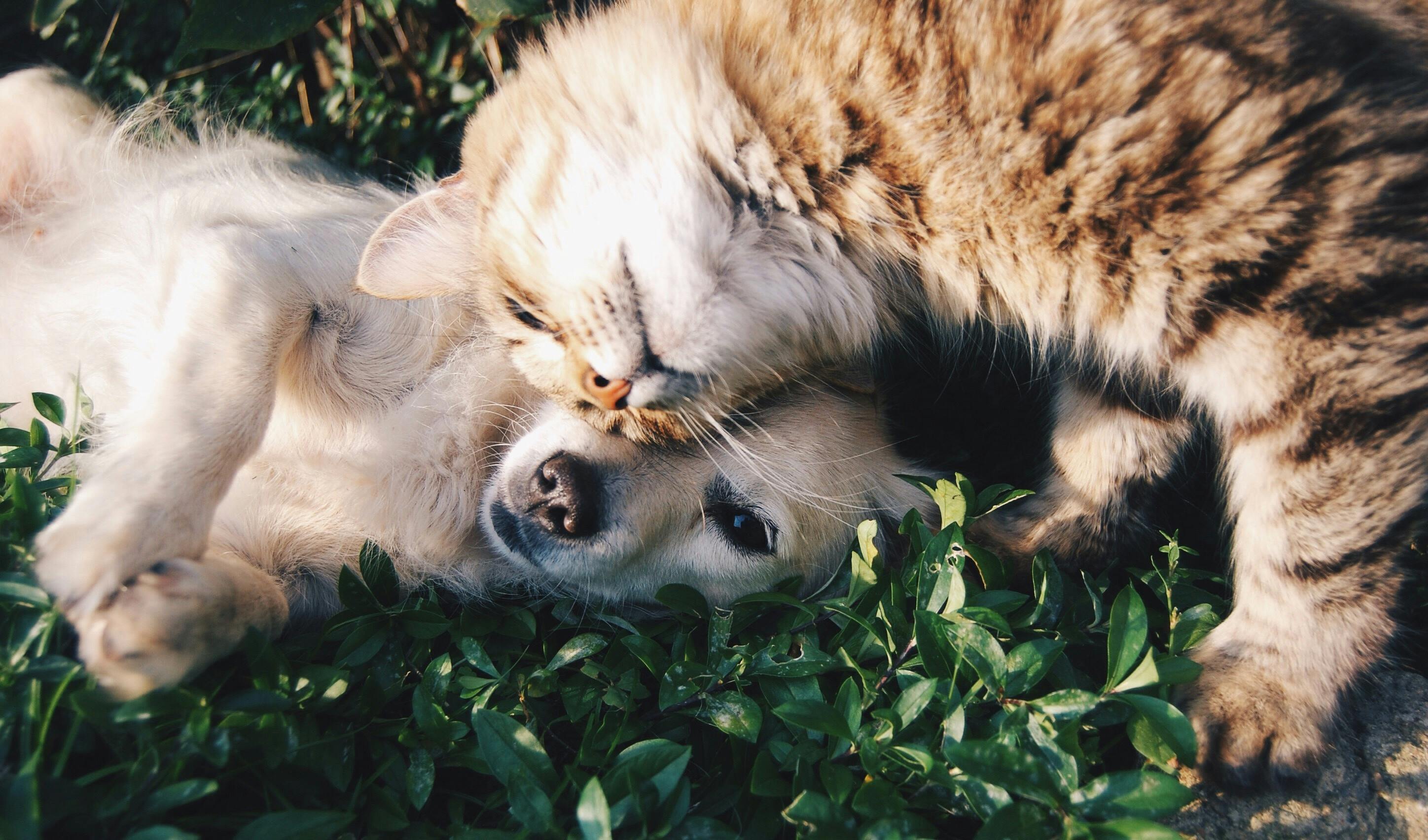 Can Dogs Be Allergic to Cats?