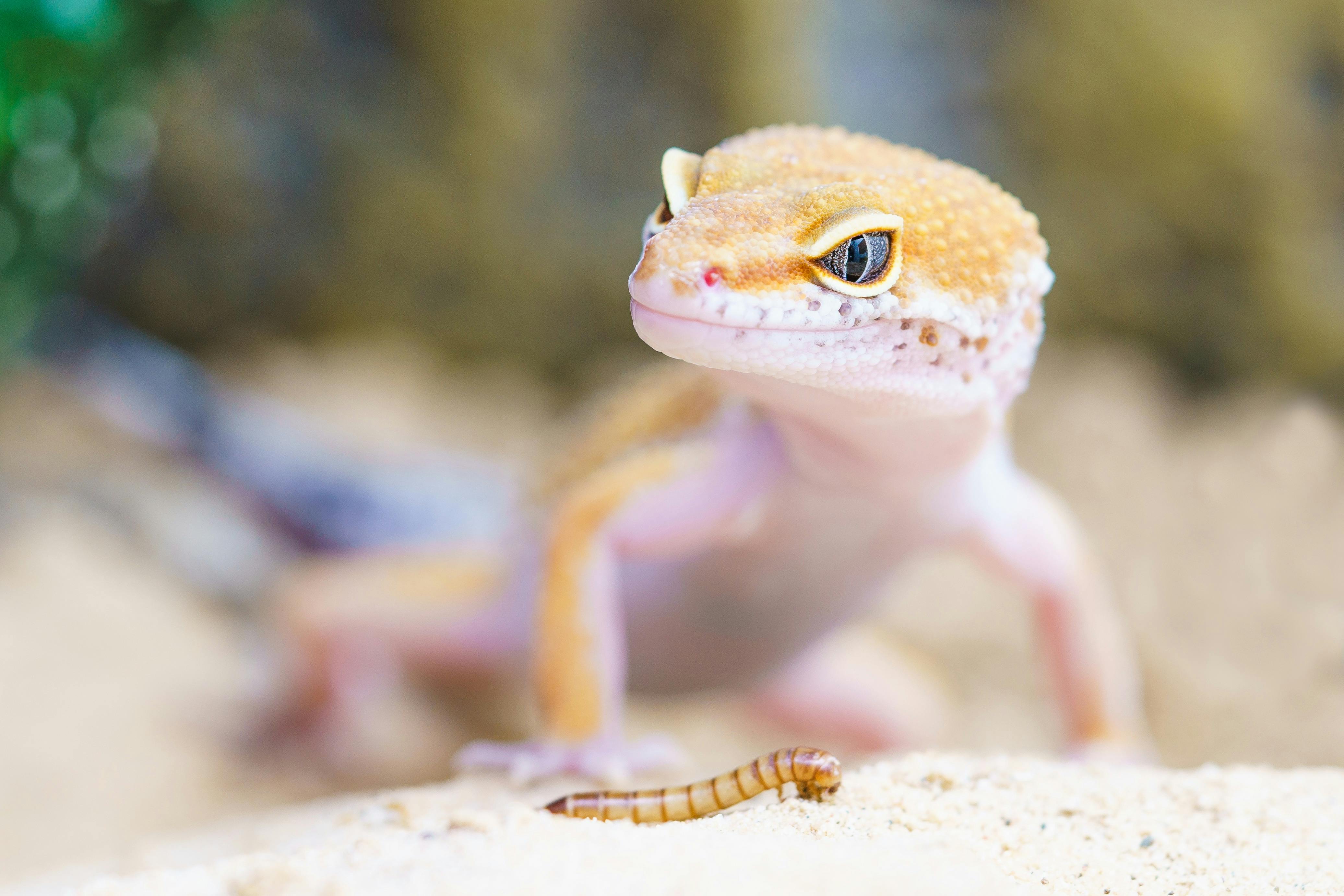 Caring for a Baby Gecko