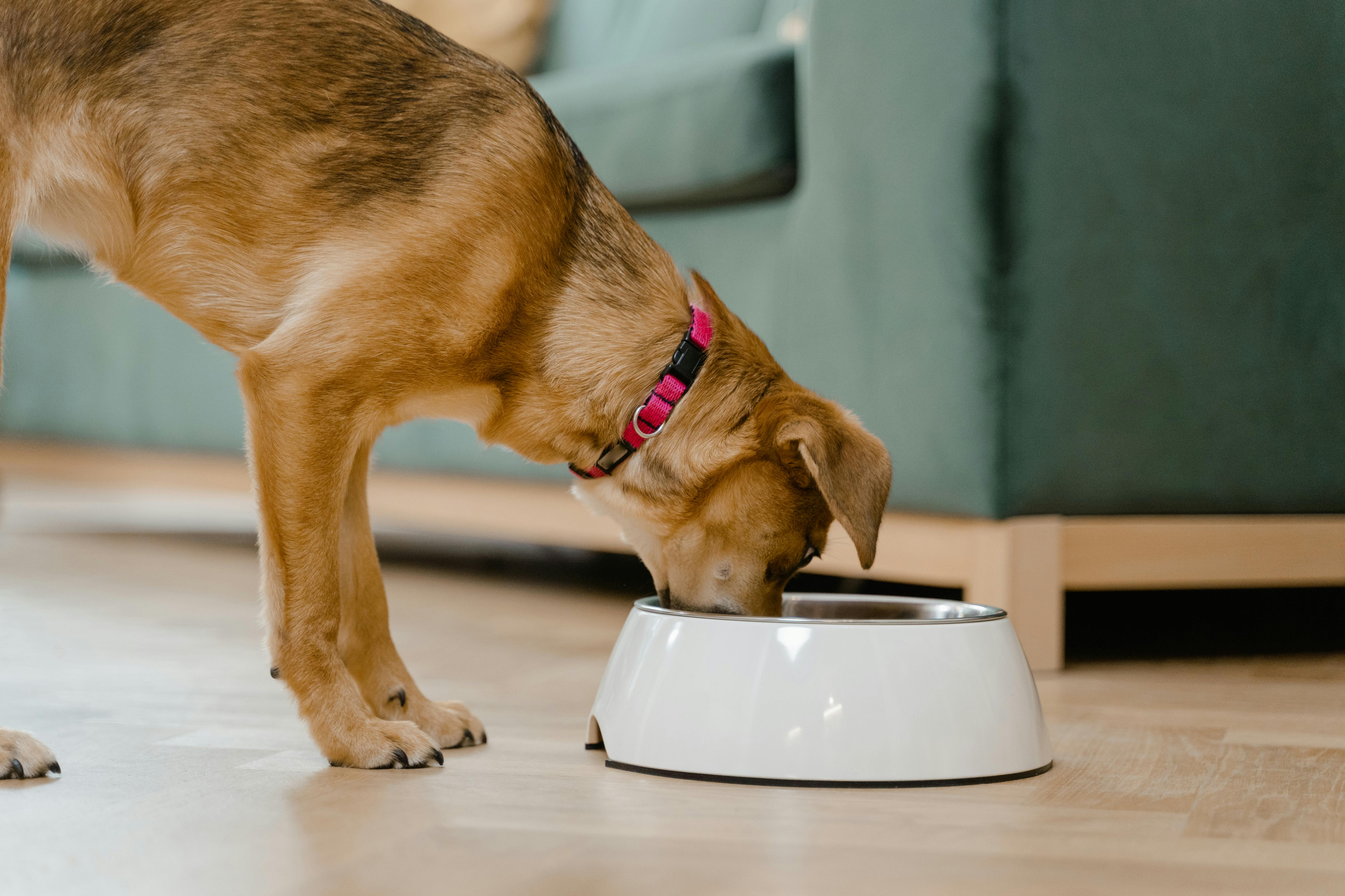 Food Allergies in Dogs