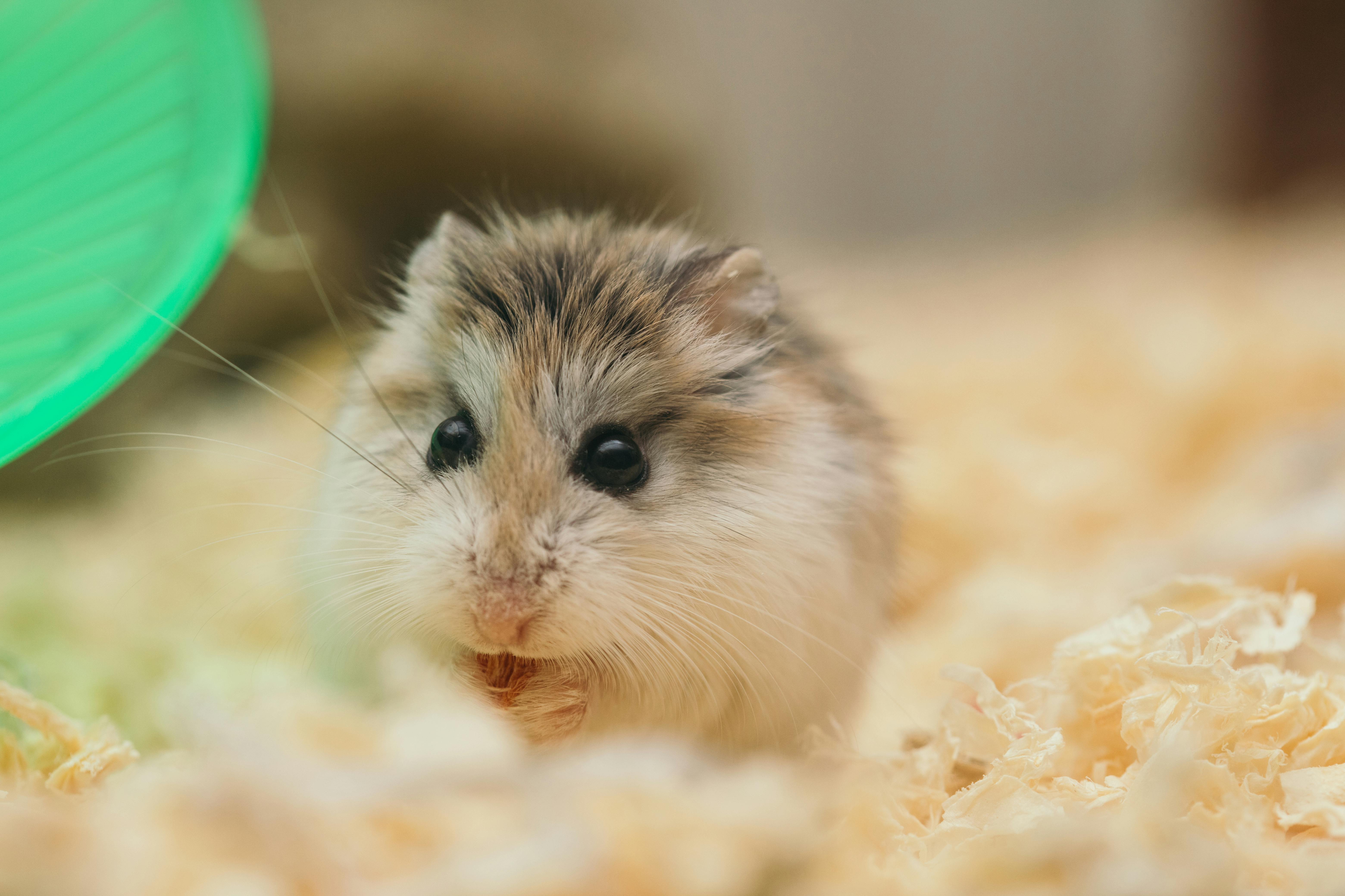 Gerbil vs. Hamster: What’s the Difference?