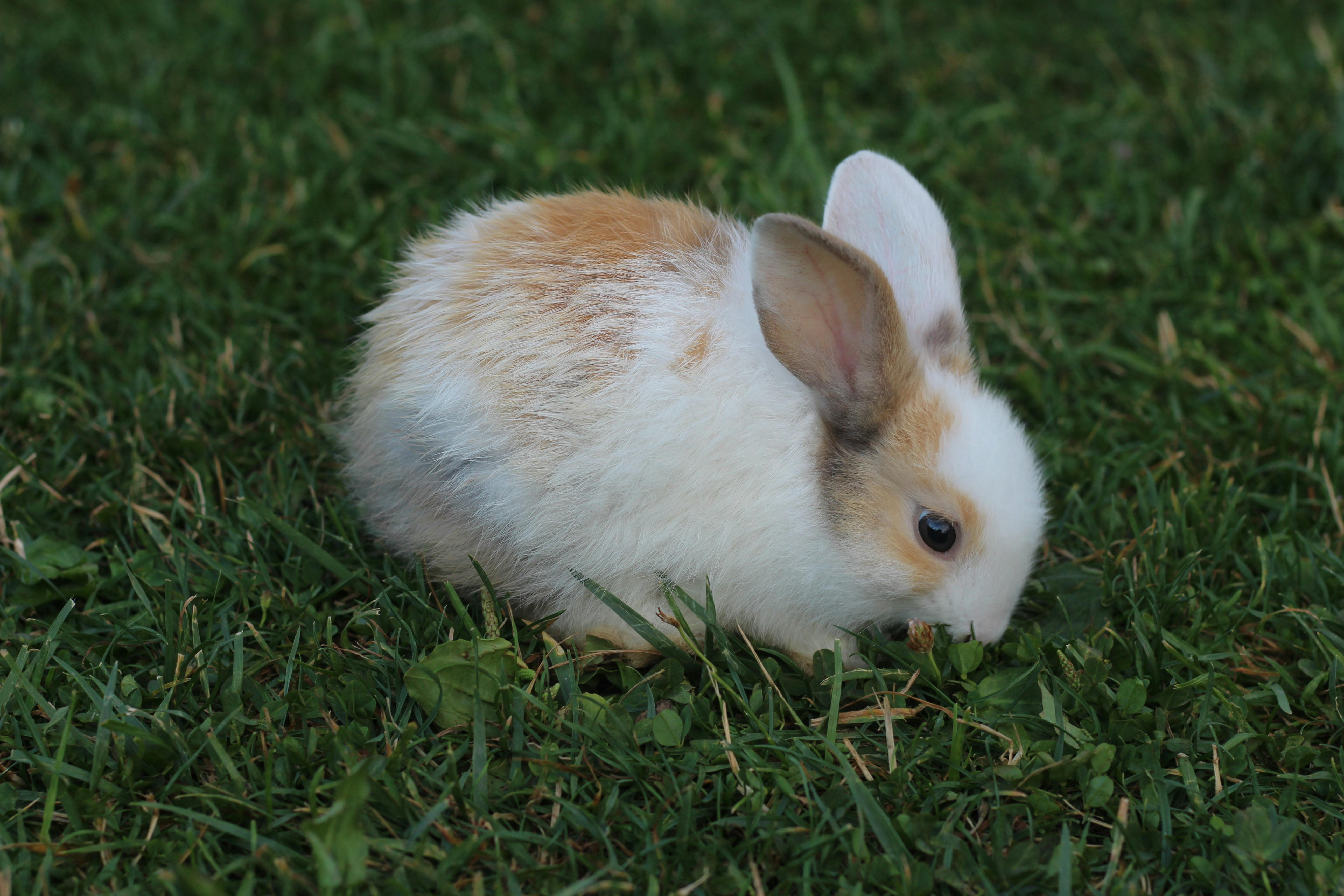 How to Get Rid of Fleas on Rabbits