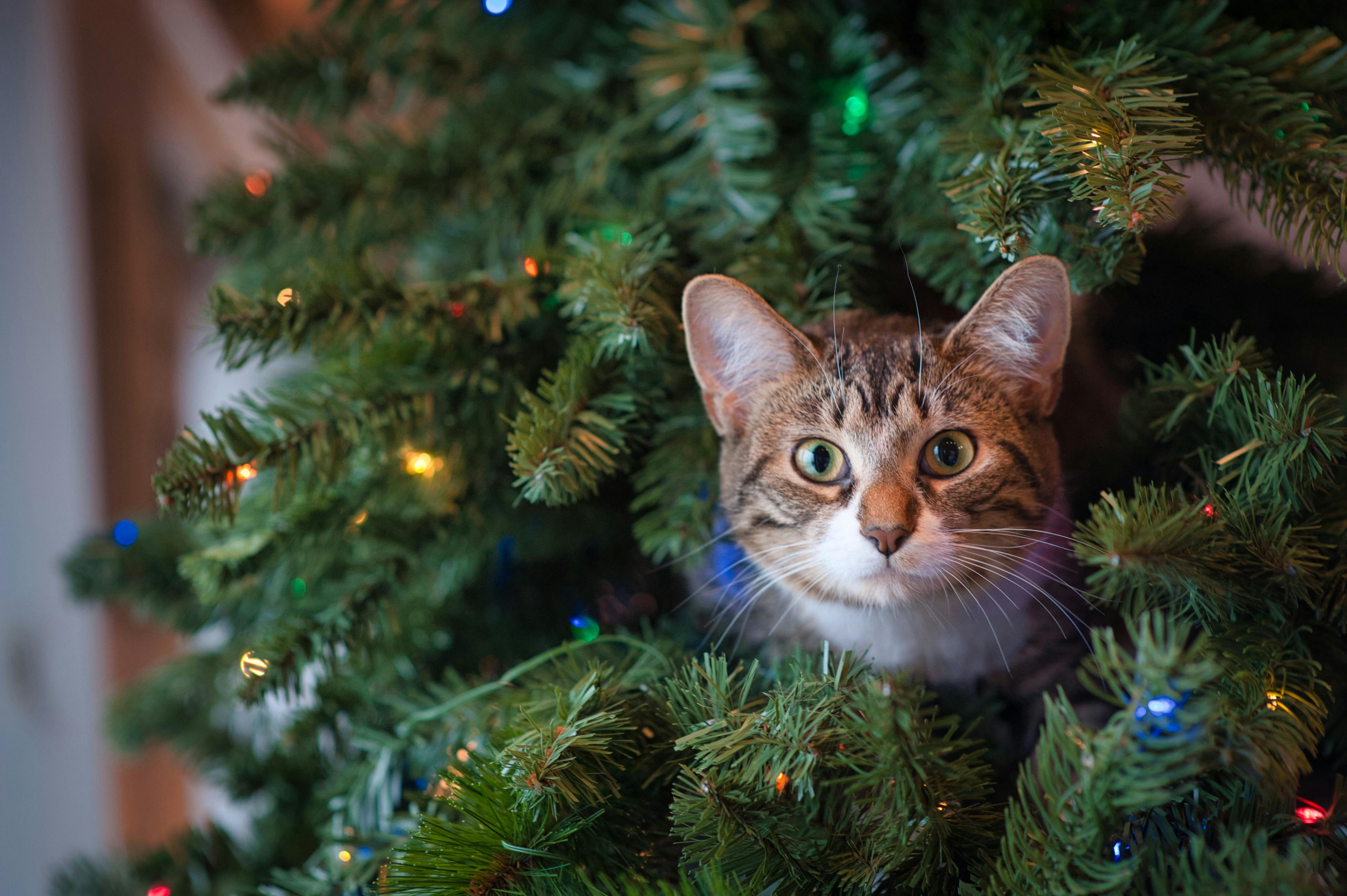 How to Keep Cats Out of the Christmas Tree