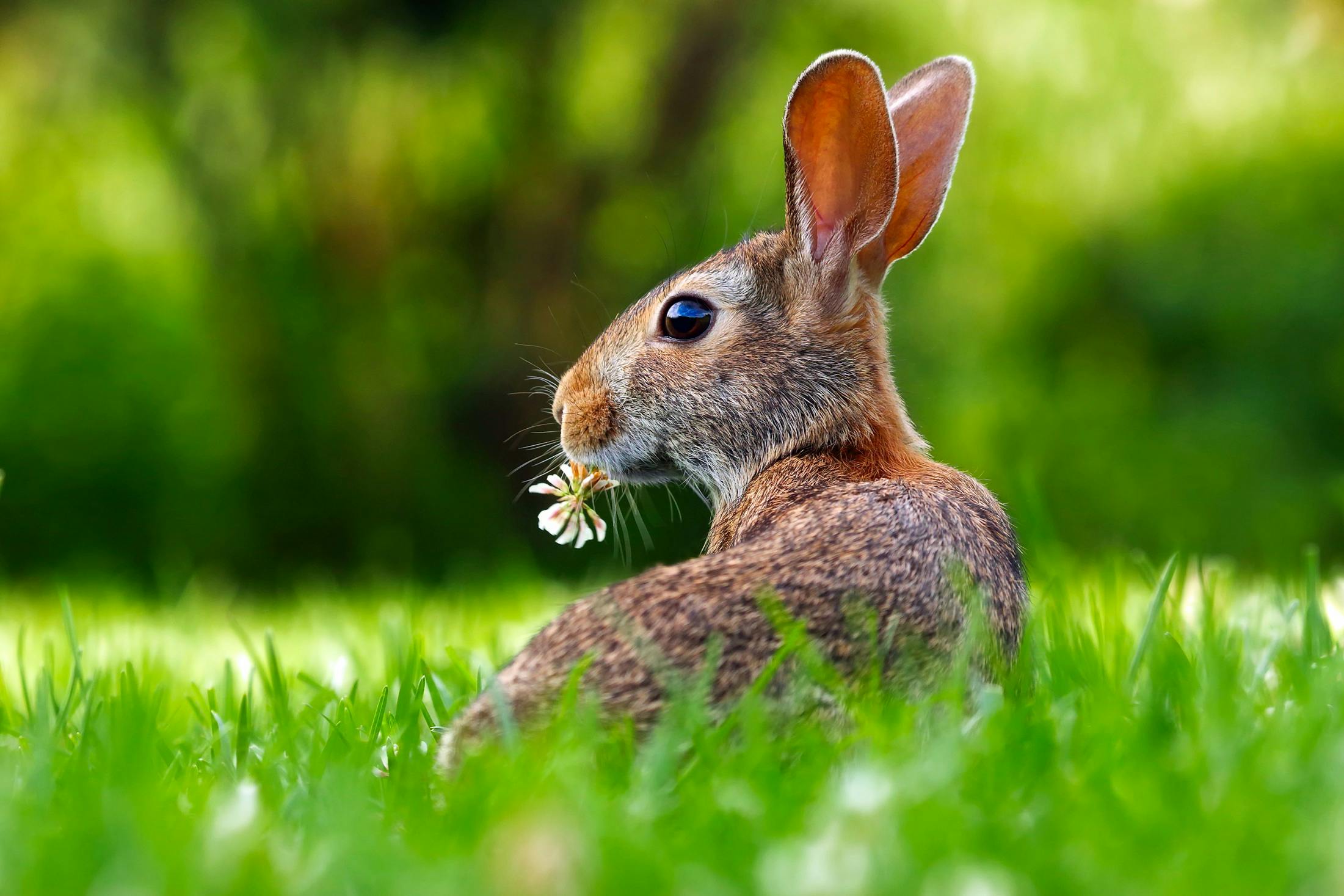 How to Train a Rabbit