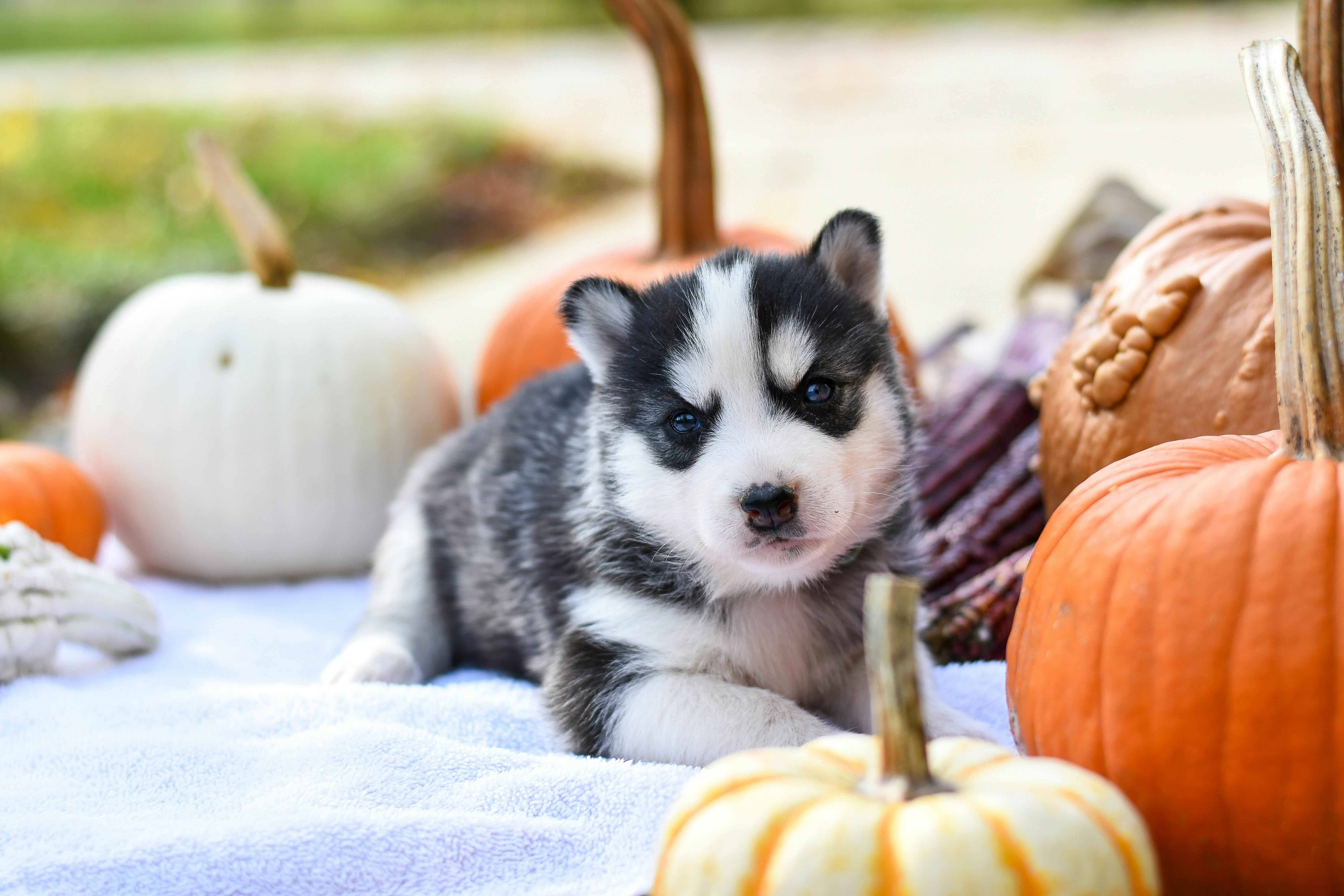 Thanksgiving Foods for Dogs