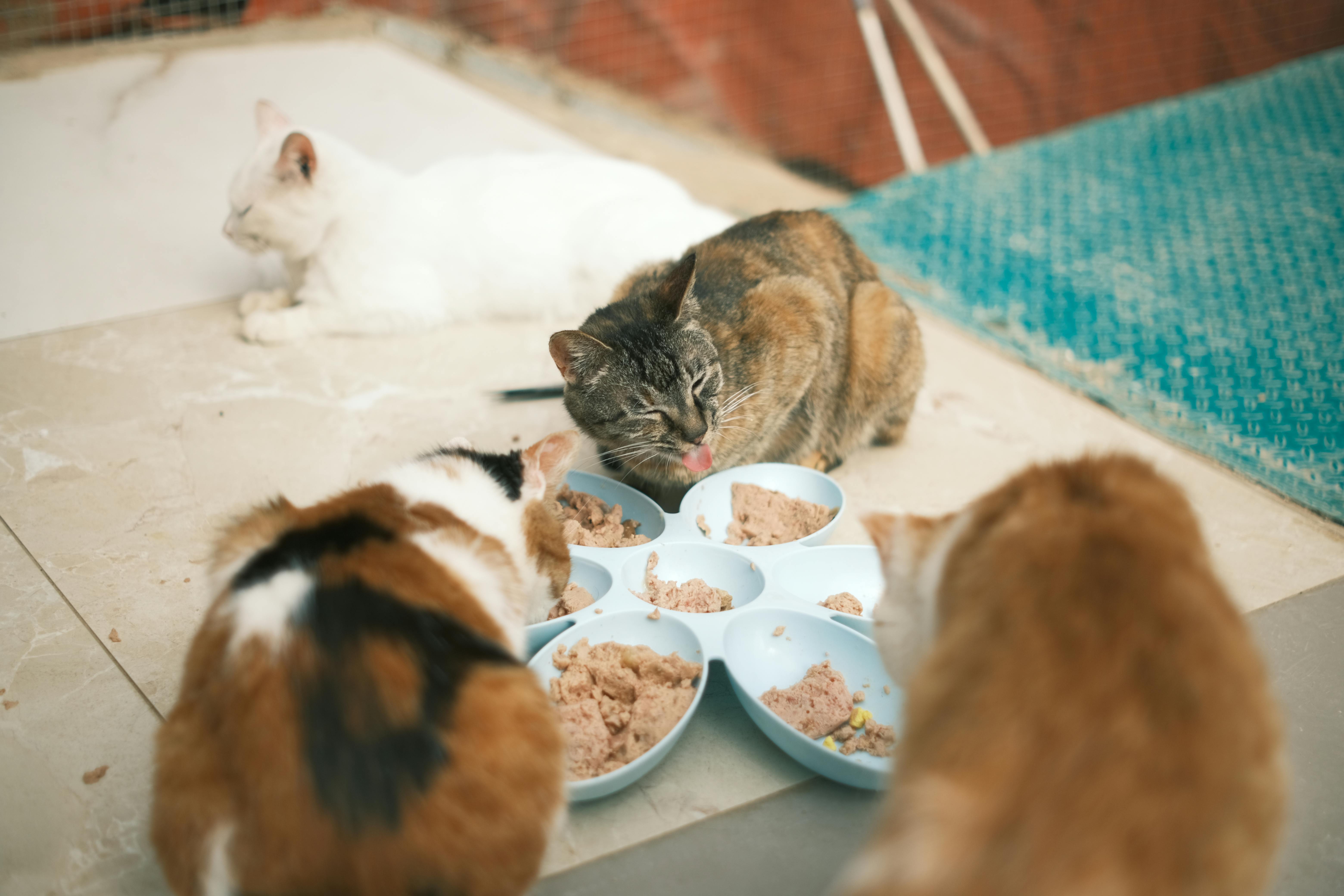 Wet Cat Food vs. Dry Cat Food: Which Is Better?