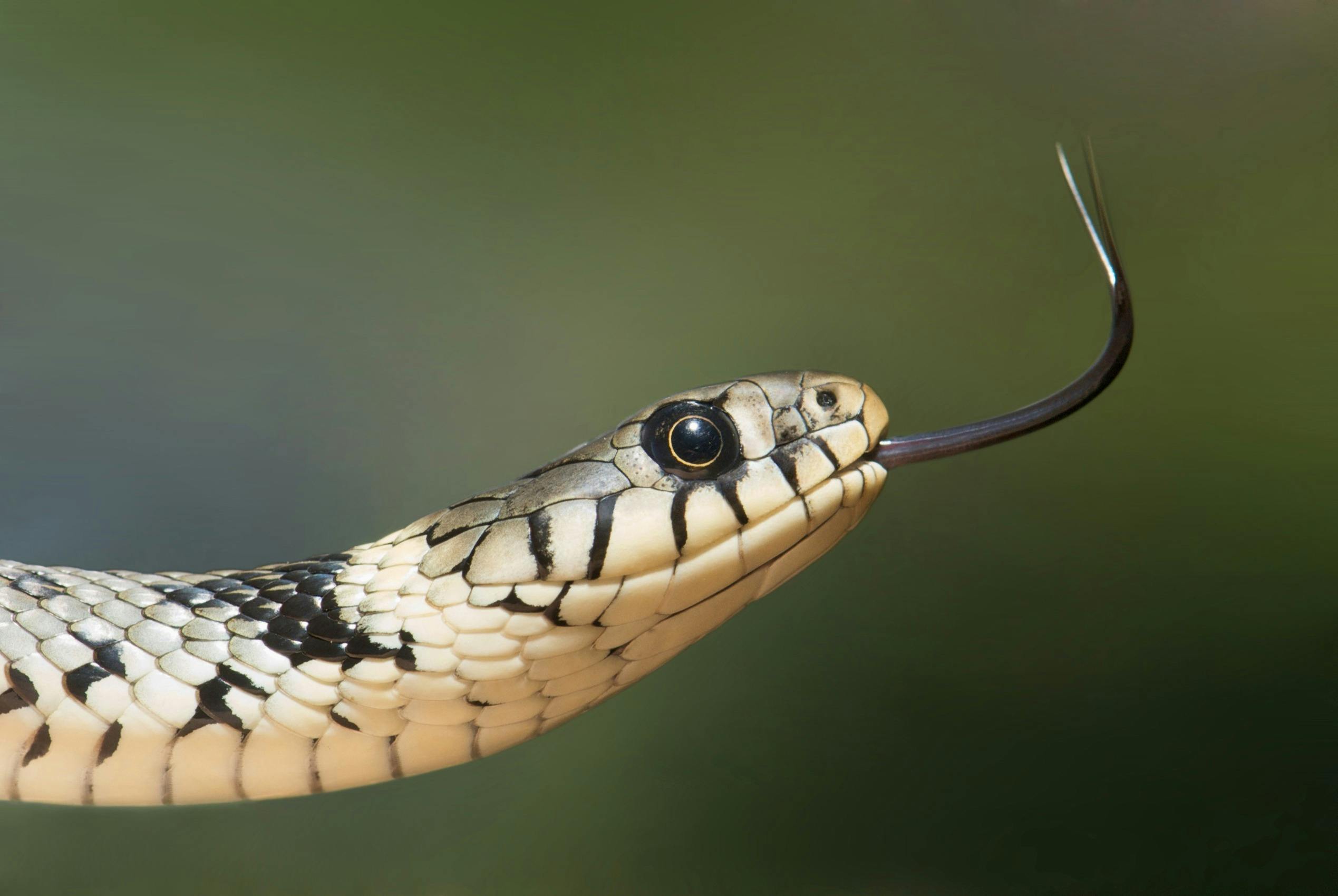 What to Do If Your Pet Snake Bites You