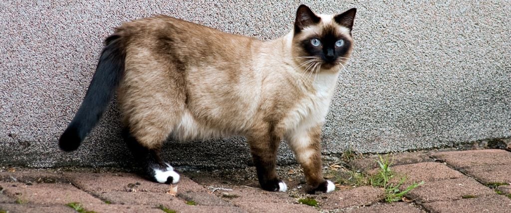 Birmans