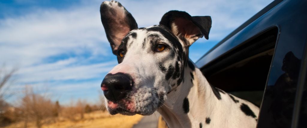 Great Danes