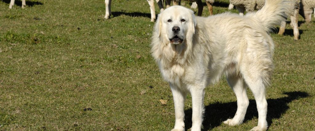 Great Pyrenees