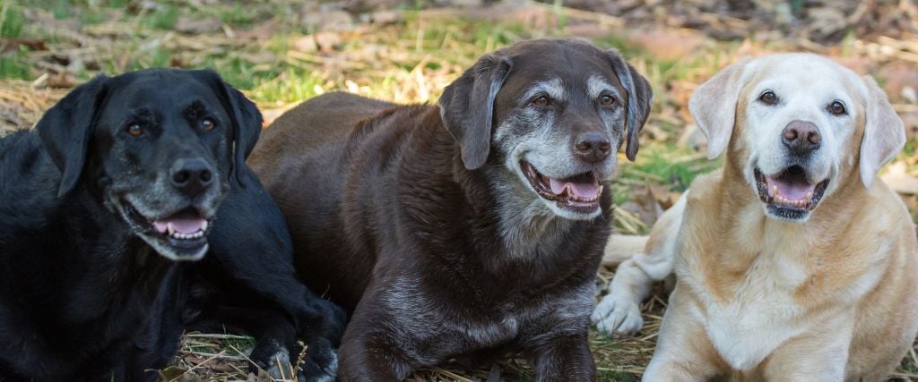 Labrador Retrievers