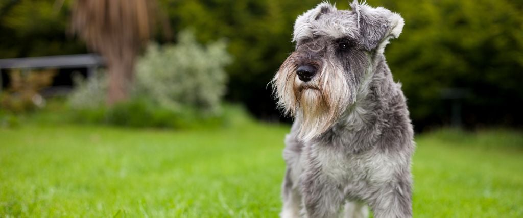 Miniature Schnauzers