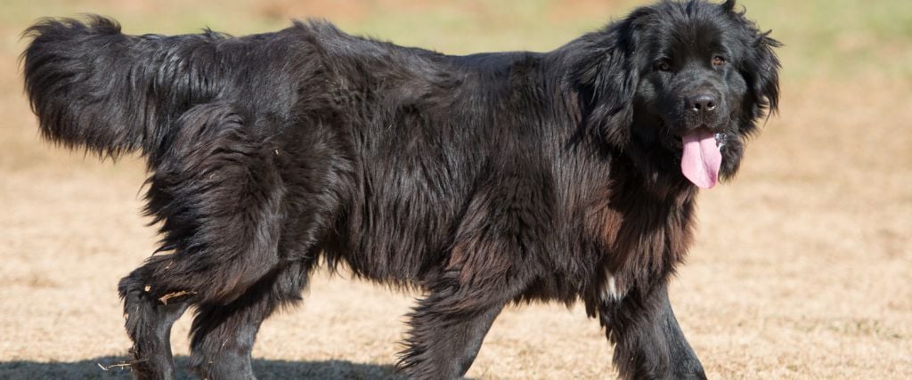 Newfoundlands