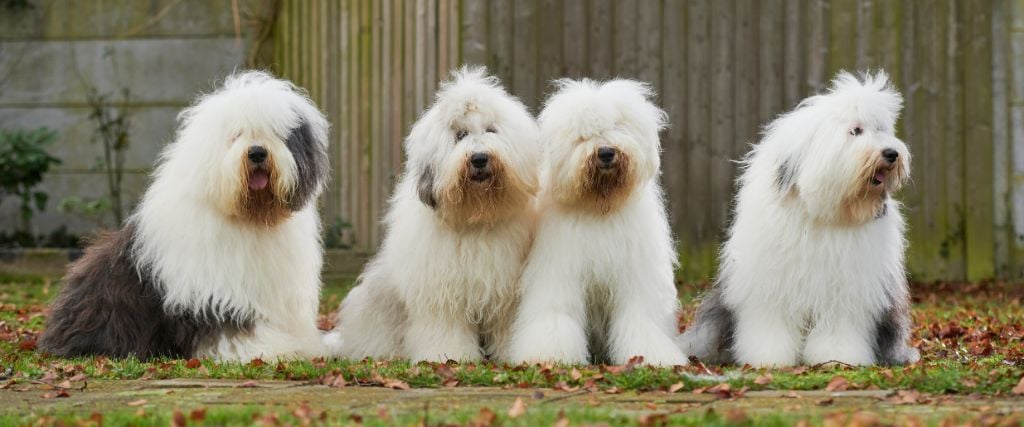 Old English Sheepdogs