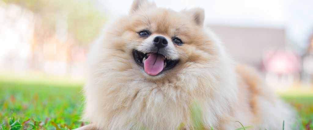 Pomeranians