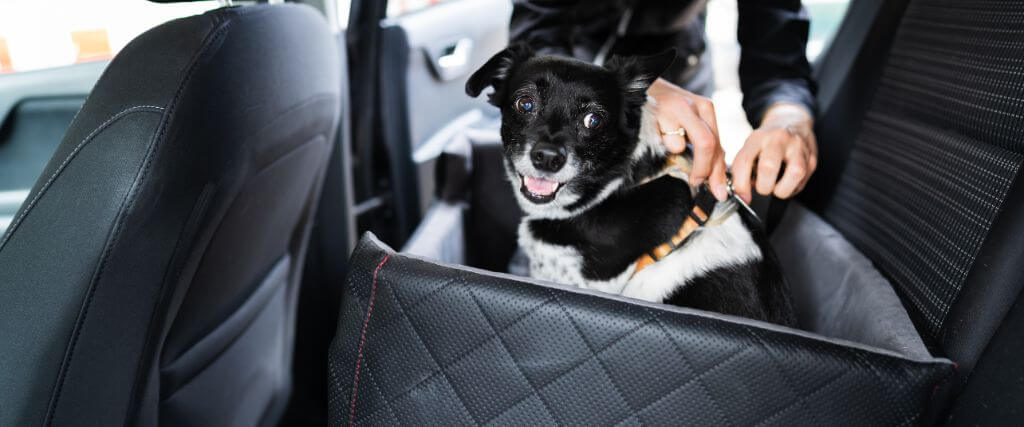 Buckle Up! How to Practice Good Car Safety for Pets