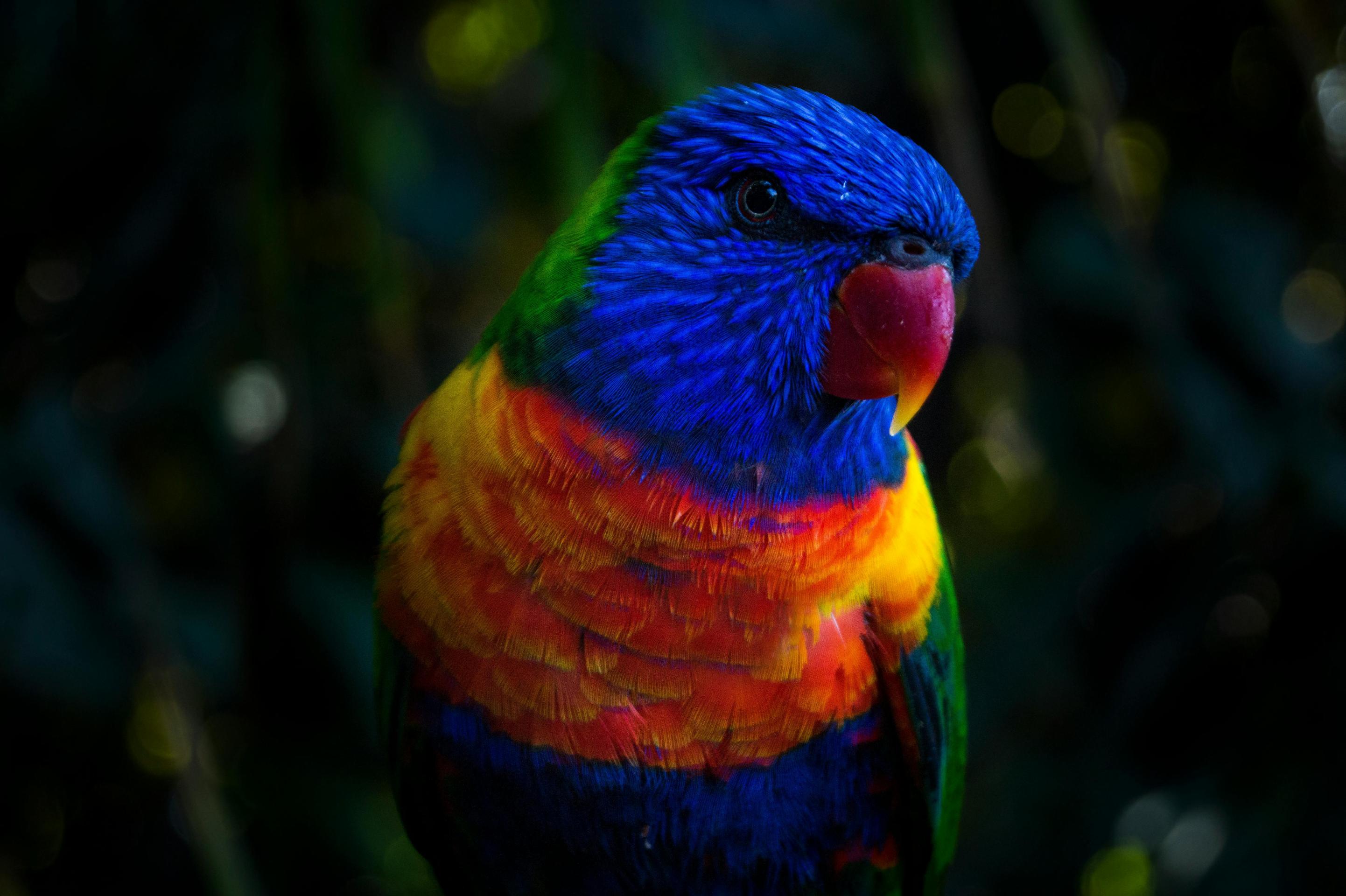 7 Best Pet Bird Species for Your Home