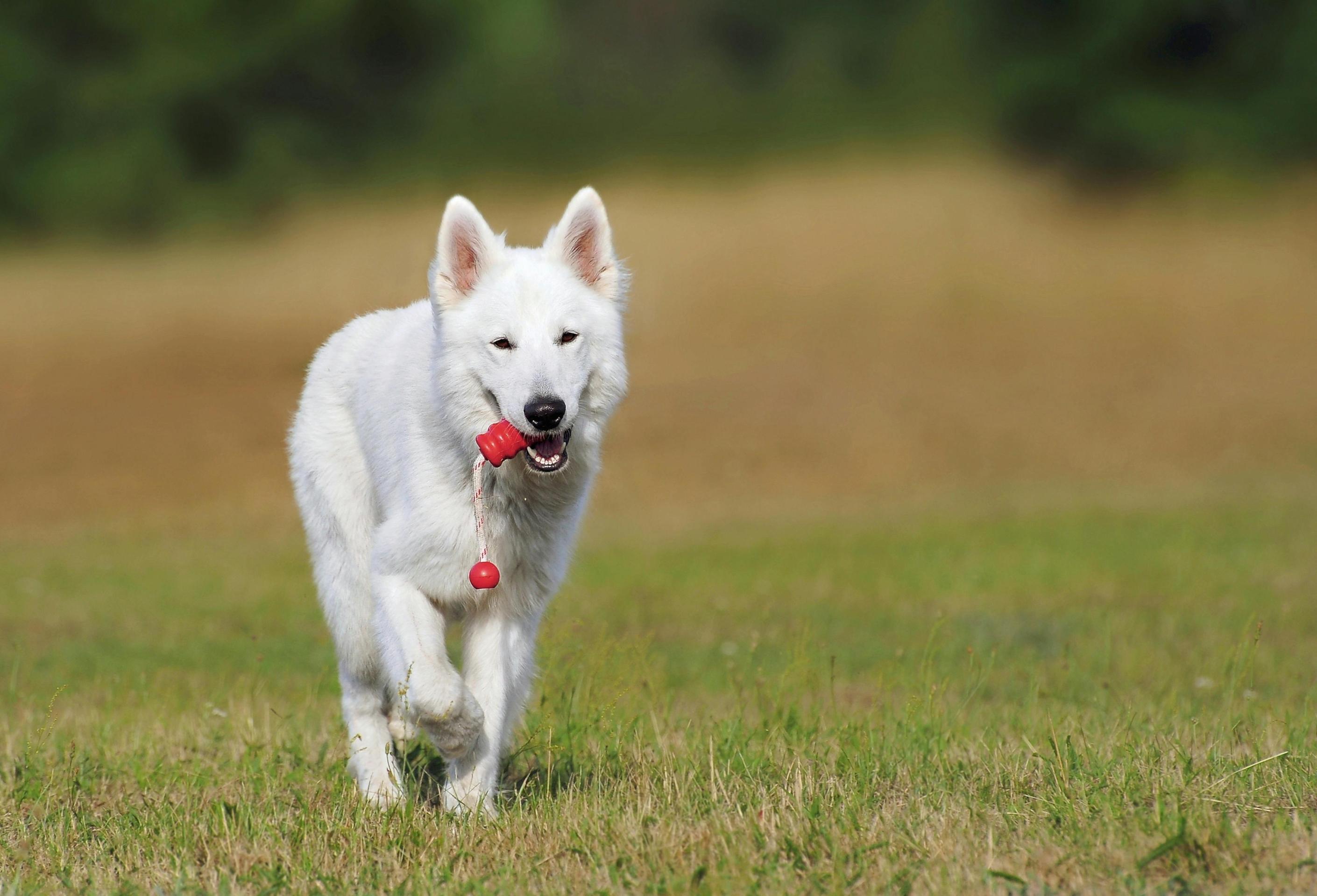 9 Cost-Effective Ways to Keep Your Dog Mentally Stimulated